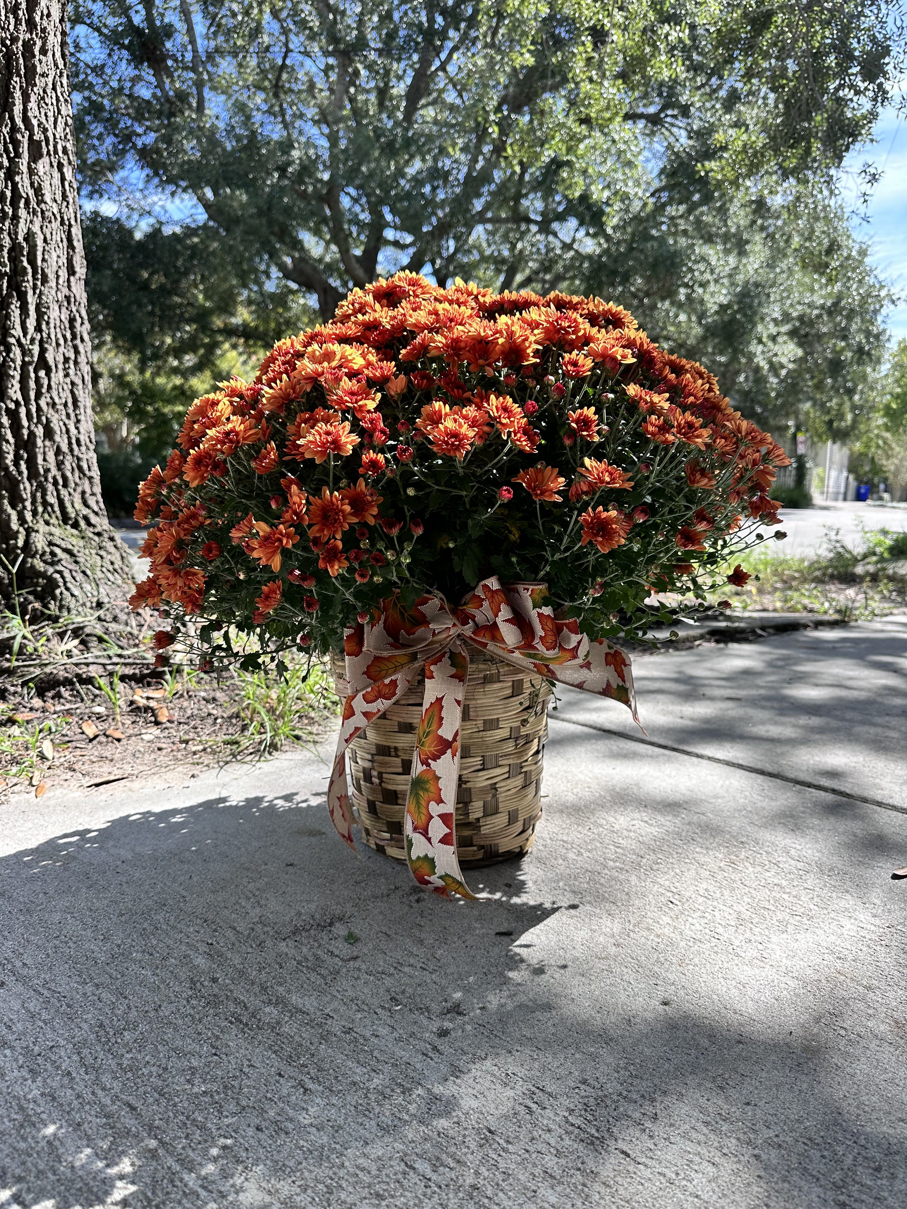 Lowcountry Copper Basket Lowcountry Copper Basket - Celebrate the golden hues of fall with our Lowcountry Copper Basket. Filled with glowing orange mums and finished with a festive autumn bow, this hand-woven basket radiates cozy Lowcountry charm. A perfect accent for your porch, entryway, or Thanksgiving table — bringing a touch of Southern warmth to any space.