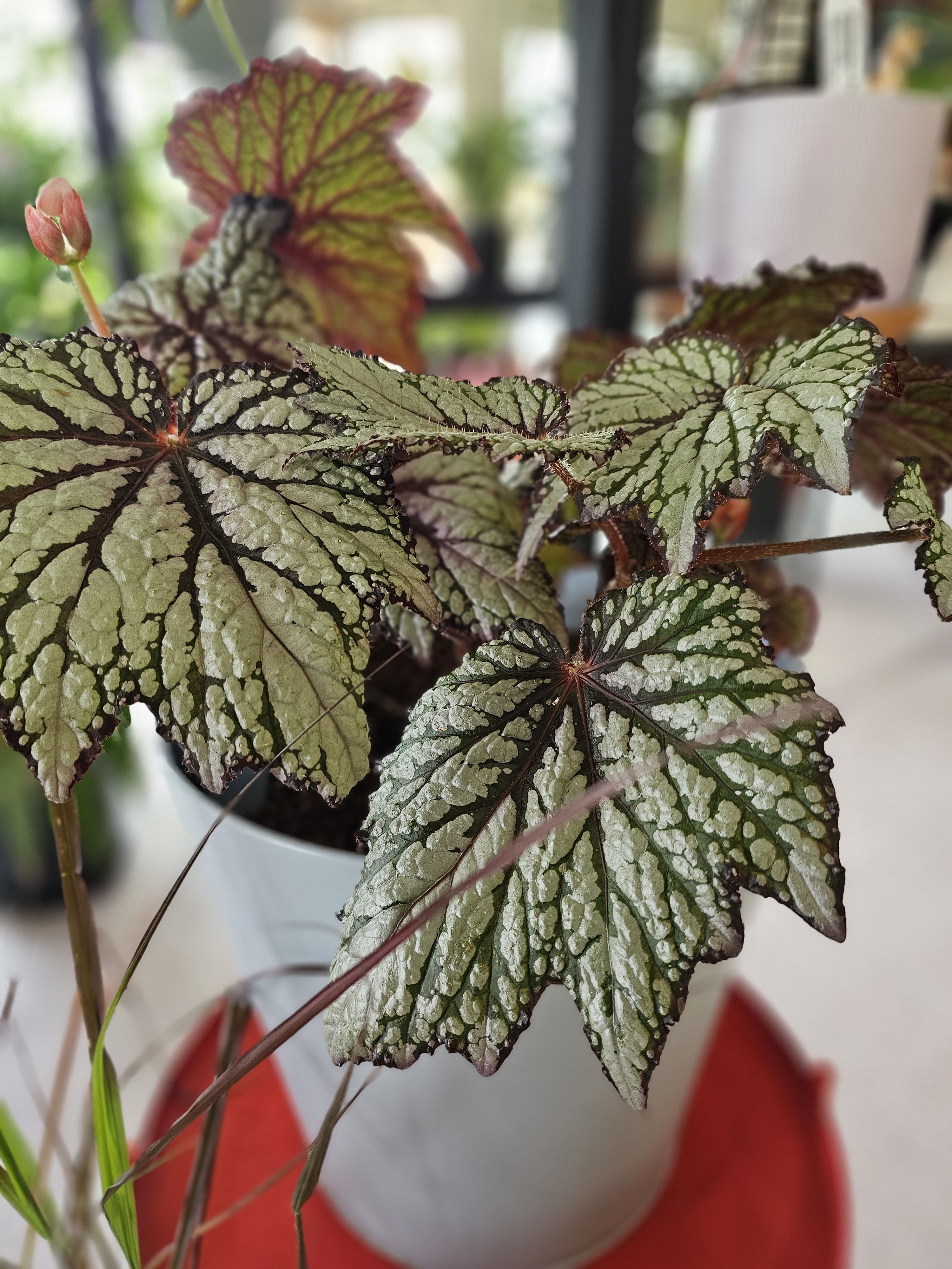 Begonia Begonia - Large beautiful begonia in a 12" pot