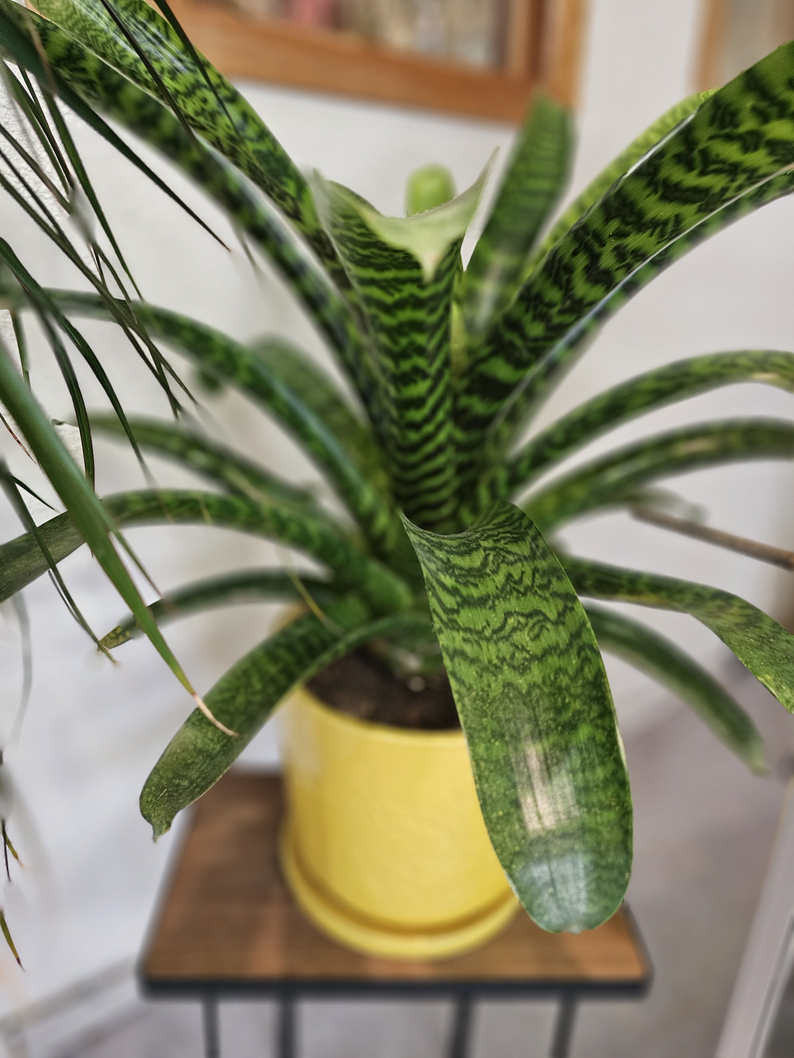 Bromilliad Bromilliad - Large plant very easy to take care of and is well established.
