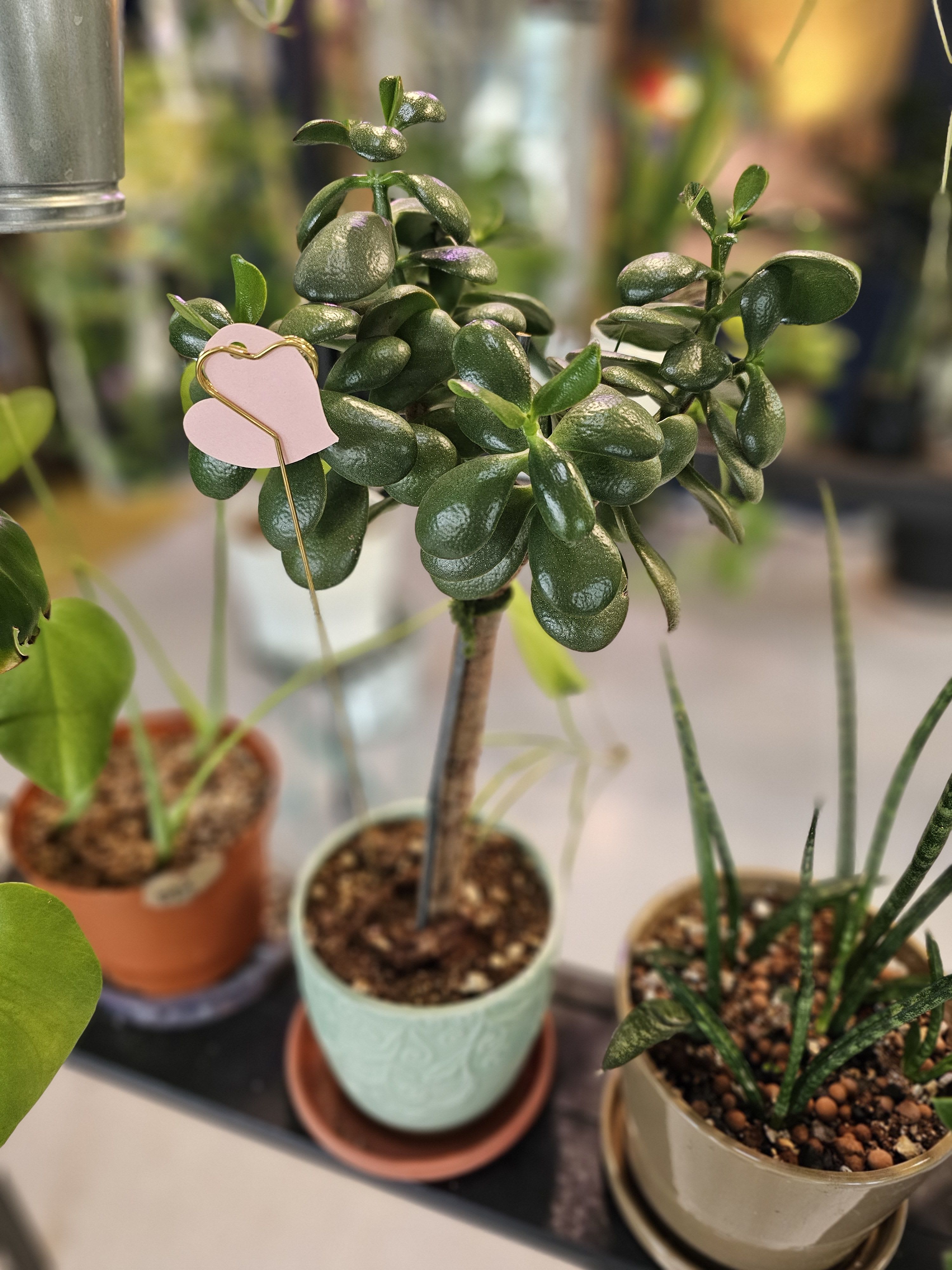 Jade tree Jade tree - Cute little jade tree, will fit in any space in your home!