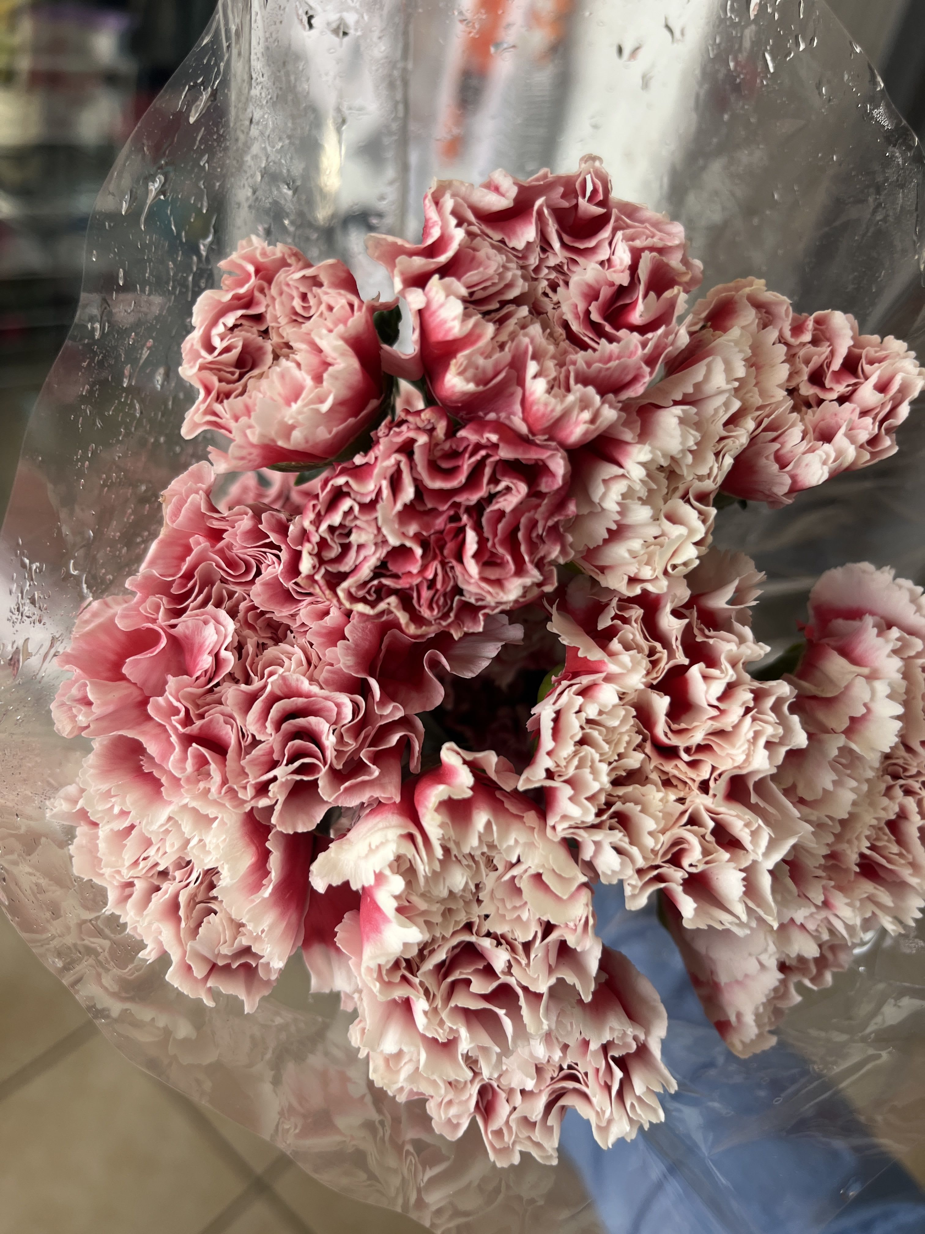 dual colored carnations - 10 carnation stems wholesale