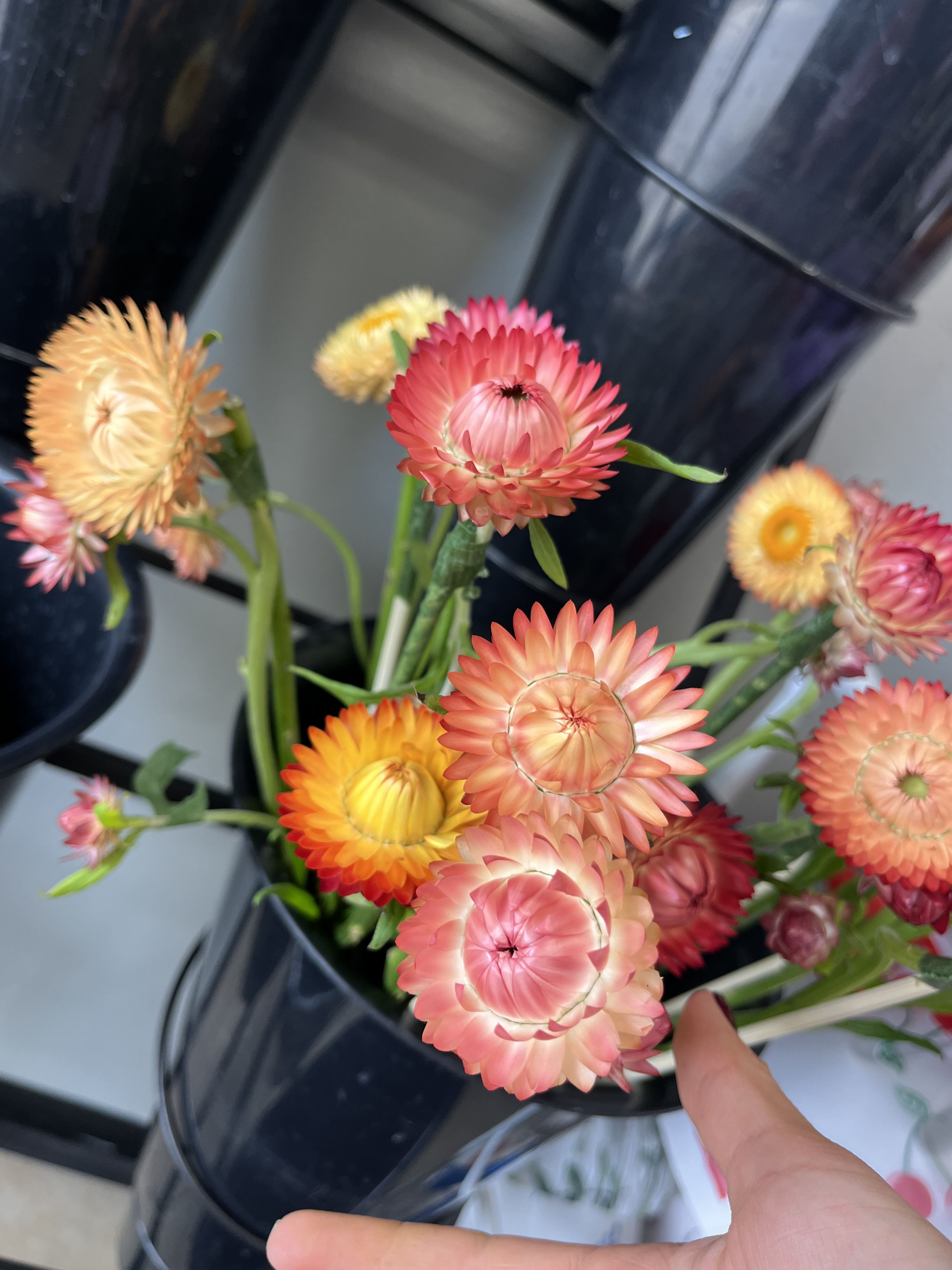 strawflower - pack of 10 straw flower stems