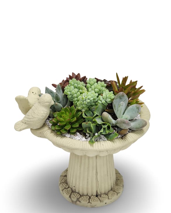 Small Bird Bath Succulent Planter - Bring charm and greenery to any space with this delightful succulent planter. Nestled in a creamy white ceramic bird bath-style container (about 7 × 7 inches), this arrangement features an assortment of vibrant succulents alongside whimsical ceramic birds for a touch of playful elegance. Perfect as a centerpiece or a thoughtful gift, it’s a lasting way to add life and personality to your home or office.