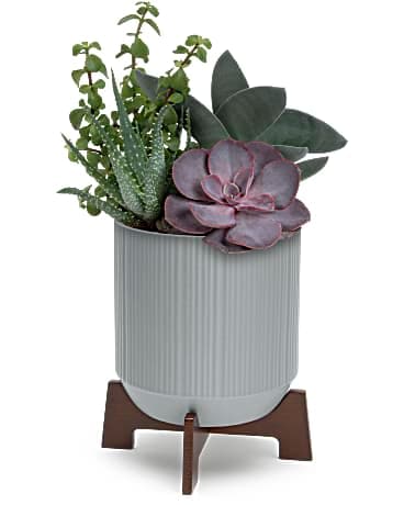 Teleflora's Mod Succulents - Plant a kiss with this living gift of sculptural succulent plants in a modern ceramic planter with cool wooden base. This living gift features a variety of four potted echeveria succulents. Delivered in a Classic Contemporary planter.