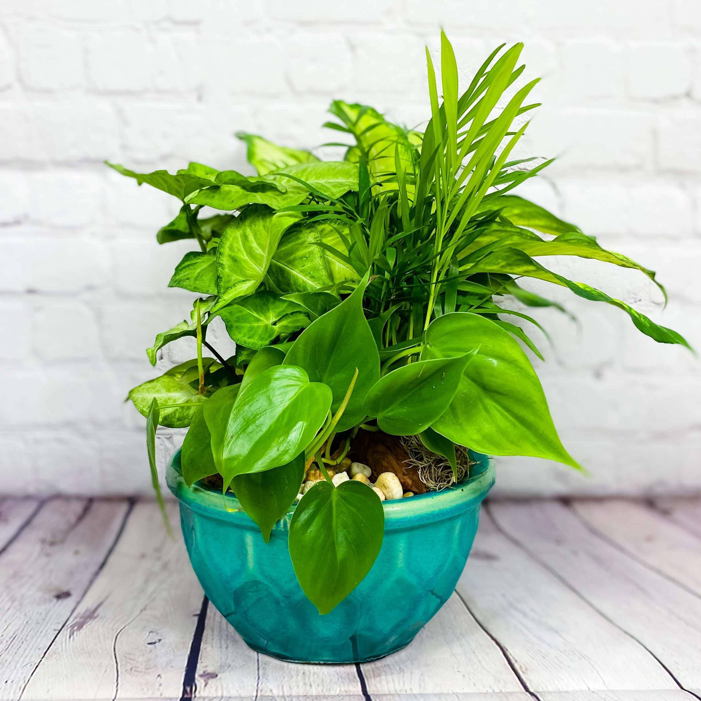 Ceramic Dish Garden Plants - Medium 8" Ceramic Dish Garden Plants - Medium 8" - Stunning varieties of fresh green plants are used to create our ceramic dish garden gift. Echoing a time-honored tradition that began centuries ago in Asia, this rich garden of greenery is an exquisite gift that adds unique style to any home or office decor. Medium measures overall approximately 14"H x 10"D. Order now for dish garden delivery and enjoy the beauty of nature right at your doorstep. Includes: • Fresh Dish Garden • Keepsake Container