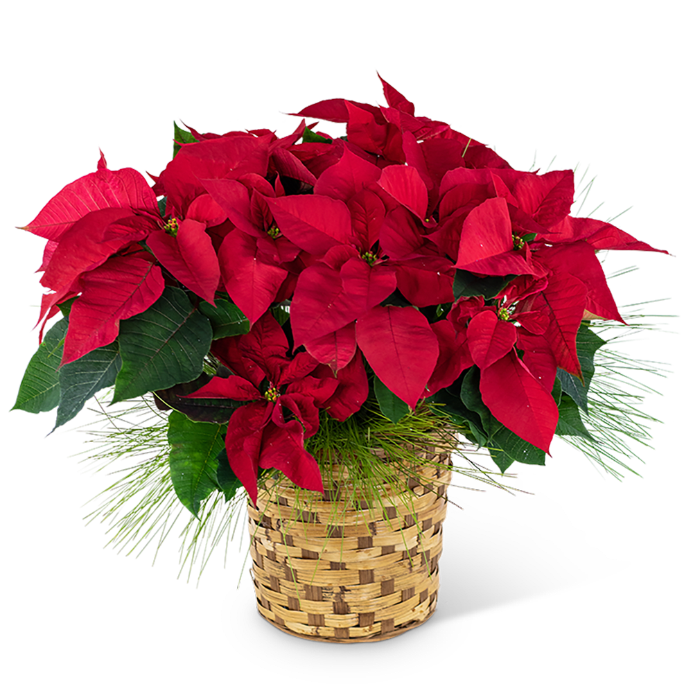Red Poinsettia Basket Red Poinsettia Basket - Poinsettia plants are one of the most popular houseplants during the holiday season. They make the ultimate Christmas decoration and a lasting gift. Let us deliver this lovely gift for a very merry holiday!