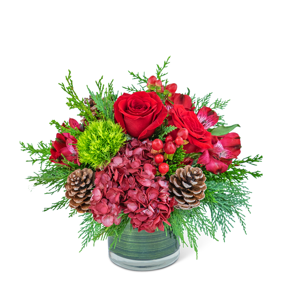 Cranberry Forest - Surprise your loved ones with the vibrant and festive Cranberry Rose floral design. This stunning arrangement, nestled in a leaf-lined cylinder, showcases a delightful mix of reds and greens. Featuring Hydrangea, Roses, Dianthus, Hypericum Berries, Alstroemeria, Evergreen foliage, and pinecones, it's a perfect way to bring the captivating beauty of nature to any indoor space.