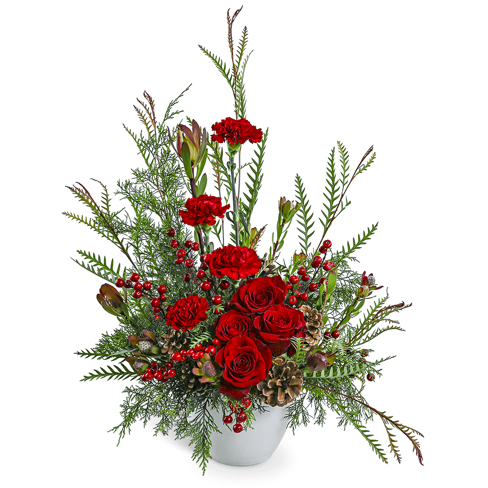 Crimson Alpine Crimson Alpine - Crimson Alpine is a tall and elegant winter arrangement featuring Roses, Carnations, Leucadendron, Pinecones, and premium winter foliage. Designed in a classic white vase, it brings dramatic height and festive beauty to any holiday space. Our floral designer may make substitutions based on availability, always preserving the overall style and seasonal charm.
