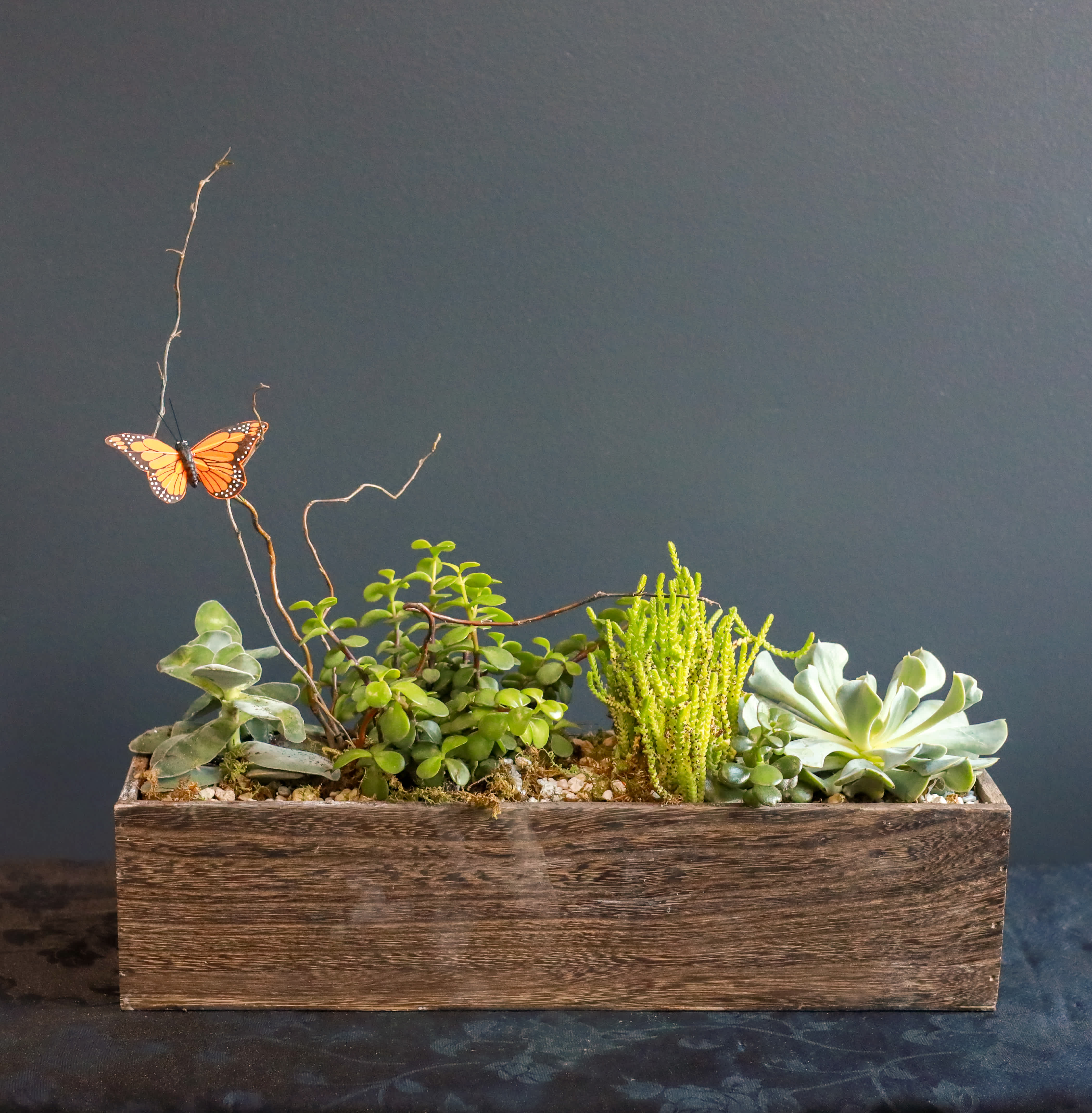 Nature's Peace - The perfect gift to bring tranquility upon it's arrival and for those who love succulents! Also, there's a sweet butterfly to accent the arrangement and add to the tranquility of the garden.