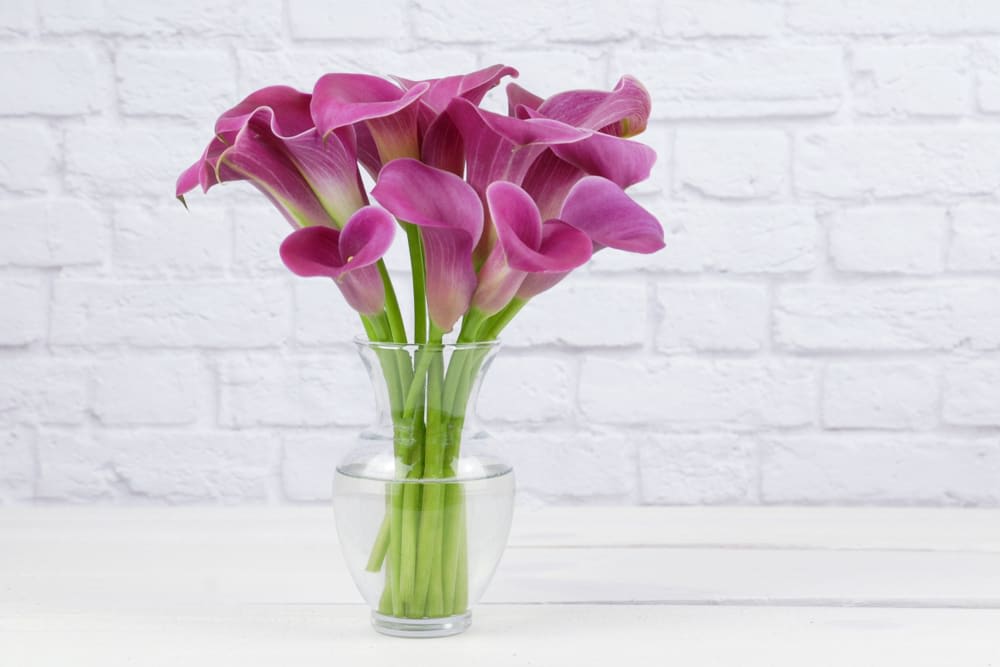 Sophisticated Callas (BB) - Elevate your home or office with our stunning modern floral arrangement featuring 10 pink mini calla lilies elegantly displayed in a clear glass vase. This minimalist arrangement showcases the beauty and simplicity of modern floral design, blending elegance and refinement in perfect harmony.