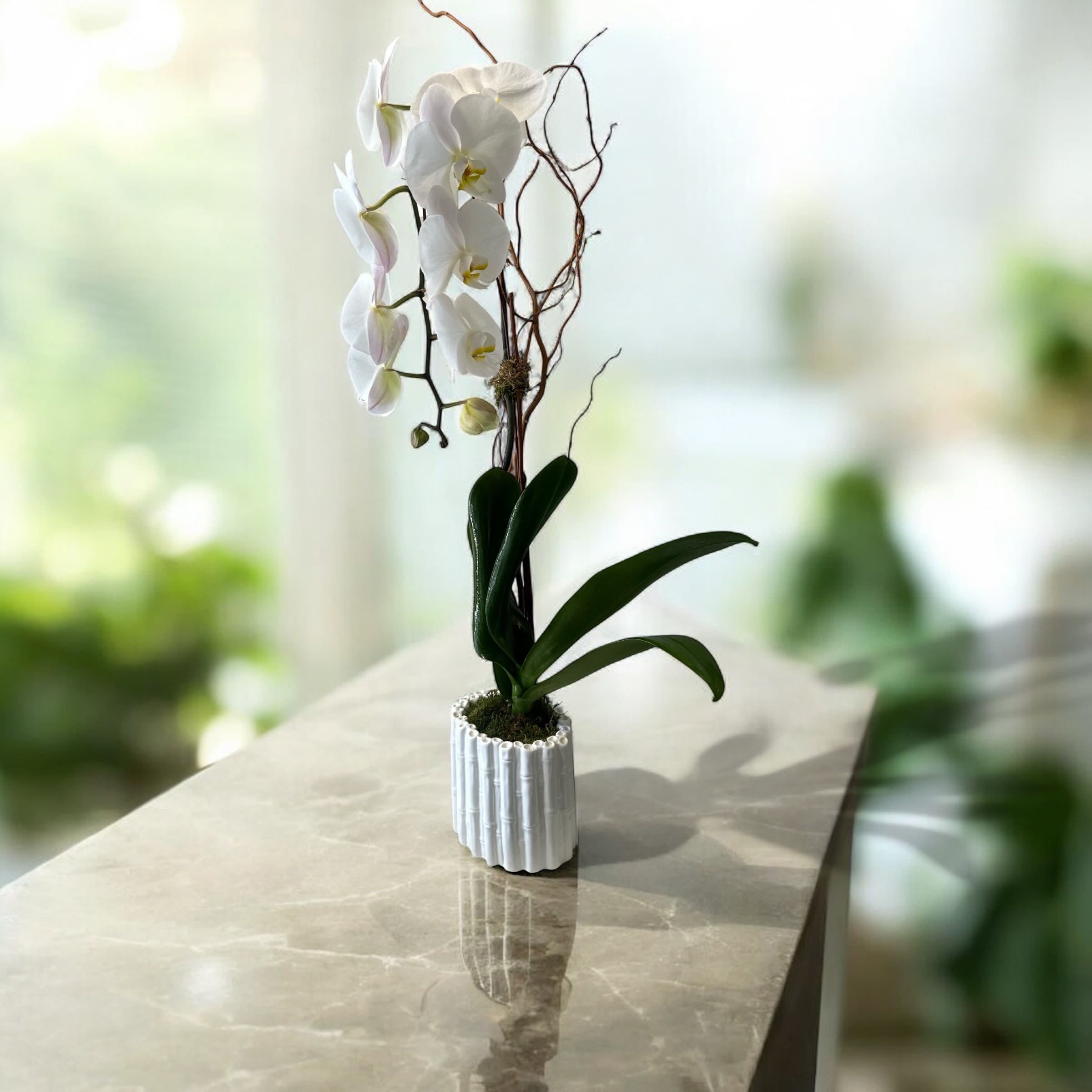 CASCADE ORCHID WHITE CASCADE ORCHID WHITE - big orchid with elegant vase decorated with natural Grenn moss, with curly willow
