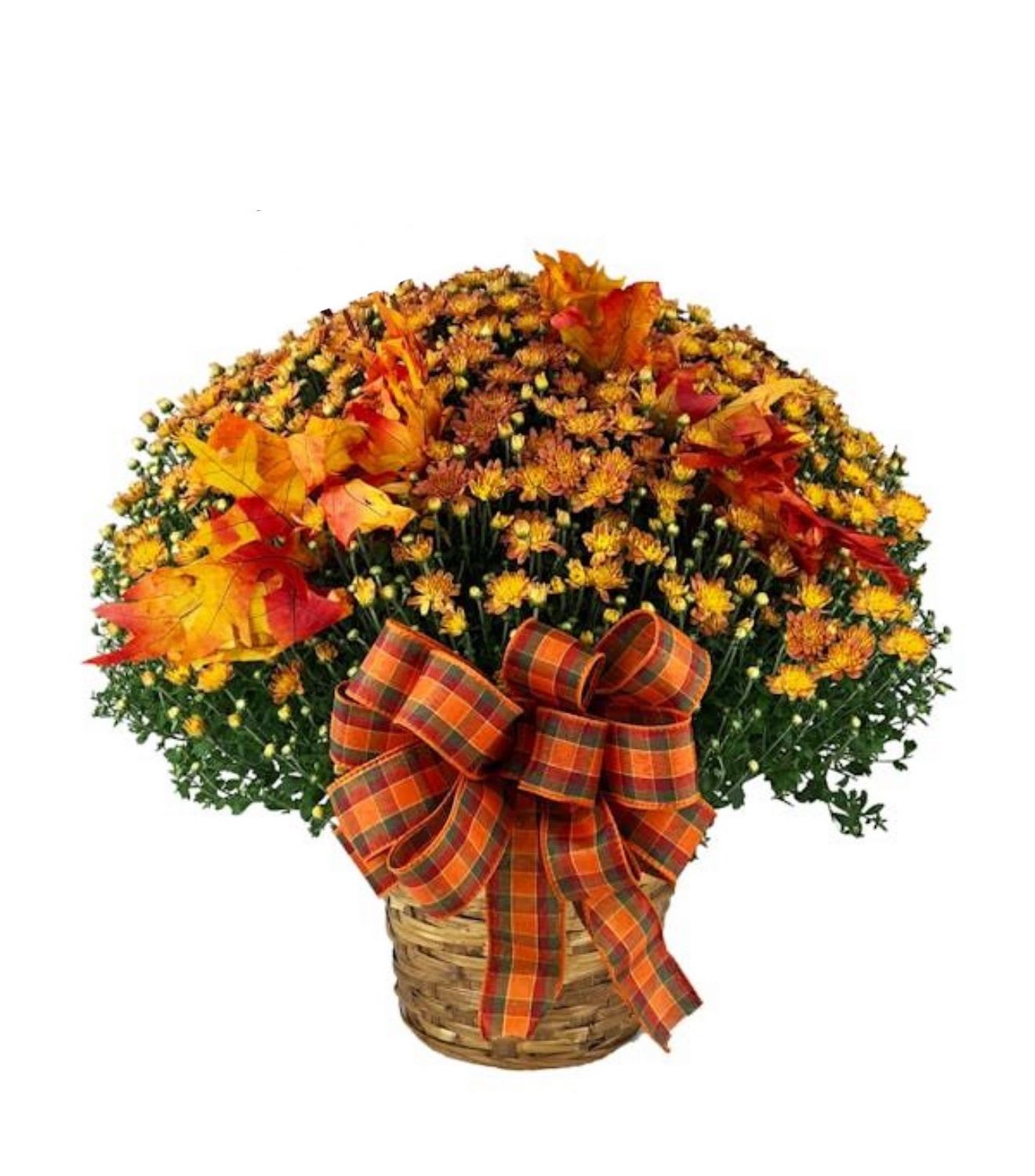 Autumn Harvest Mum Basket Autumn Harvest Mum Basket - Celebrate the beauty of fall with our Autumn Harvest Mum Basket, featuring a lush mum plant nestled in a charming wicker basket and finished with a matching seasonal bow. Each basket showcases assorted fall colors from our in-store collection—no two are exactly alike! A warm and cheerful gift that captures the cozy spirit of the season, perfect for porches, entryways, or sending autumn smiles to someone special. If you have a color preference please mention in the notes.