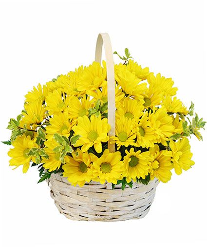 Basket of Sunshine - Brighten their day with a charming basket of cheer! Small basket chock full of sunny yellow daisies, sure to make them smile