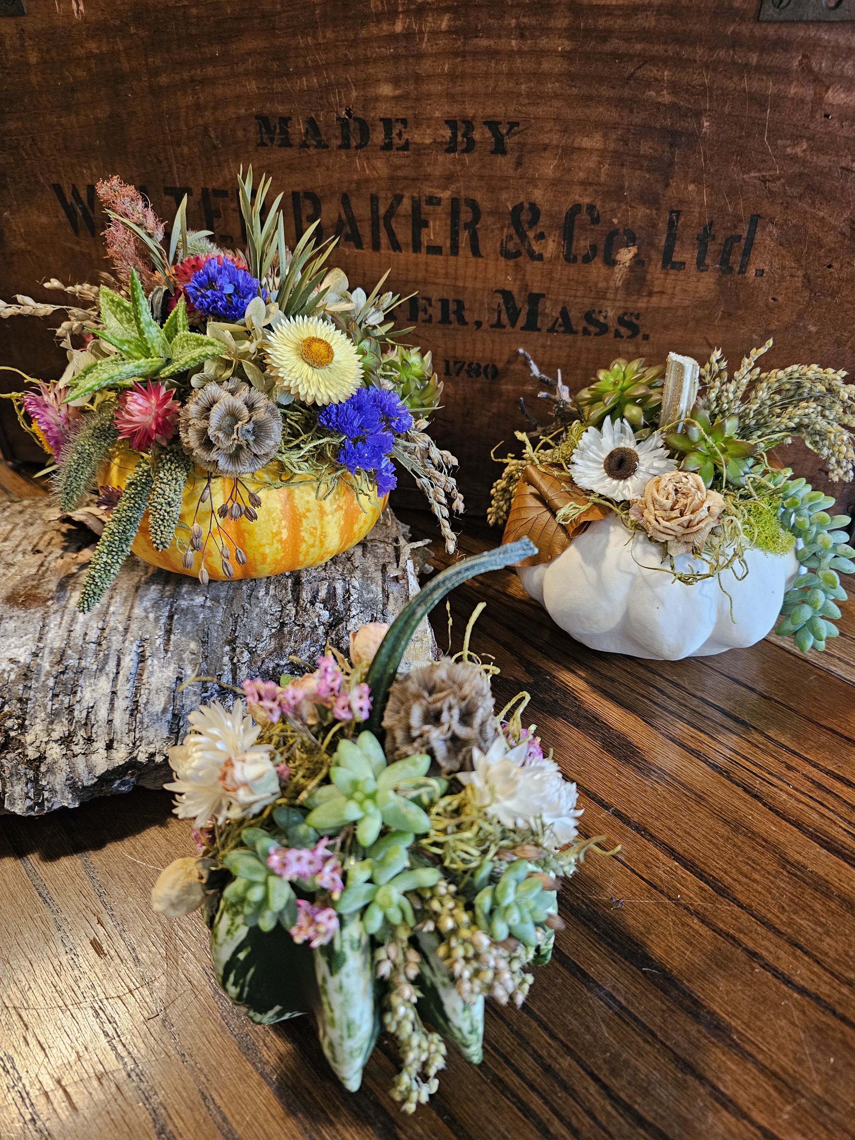 Adorable trio of pumpkins.  - Beautiful small pumpkins with house dried flowers and gorgeous plantable succulents
