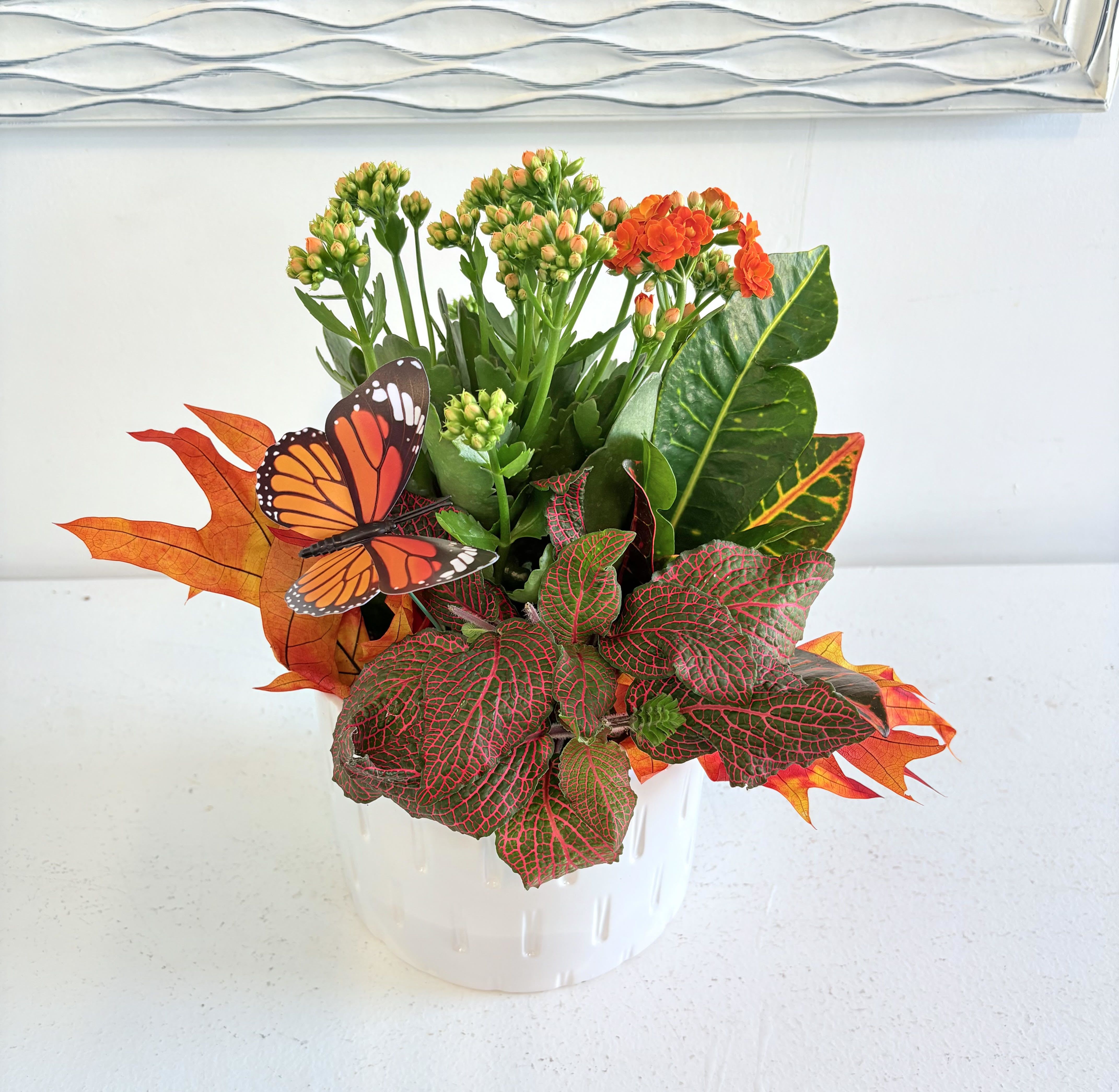 Fall Planter - Beautiful mix of tropical plants and a Kalanchoe with a butterfly ! It will be long lasting and they are planted in a nice white ceramic container.
