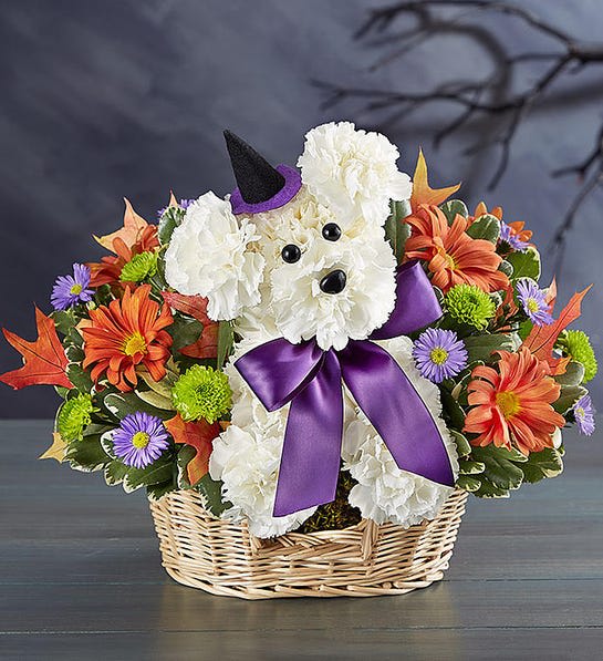 Witchy Pooch - Truly original a-DOG-able will cast its spell this Halloween! Crafted from fresh, white carnations, vibrant blooms all around, this canine creation comes complete with a black witch’s hat, creating a frighteningly fun gift for Halloween parties or fall birthdays. Add our Happy Halloween Mylar balloon to really lift their spirits.      One-sided 3D arrangement with white carnations, autumn-colored daisy poms, purple monte casino and green button poms; accented with assorted greenery and dried oak leaves     Crafted in the shape of a dog, complete with eyes, nose, witch’s hat and purple ribbon     Artistically designed in a willow dog bed basket accented with sheet moss; measures 3.5&quot;H x 9.5&quot;W x 7&quot;D     Arrangement measures approximately 11.5&quot;H x 10&quot;W     Our florists hand-design each arrangement, so colors and varieties may vary due to local availability