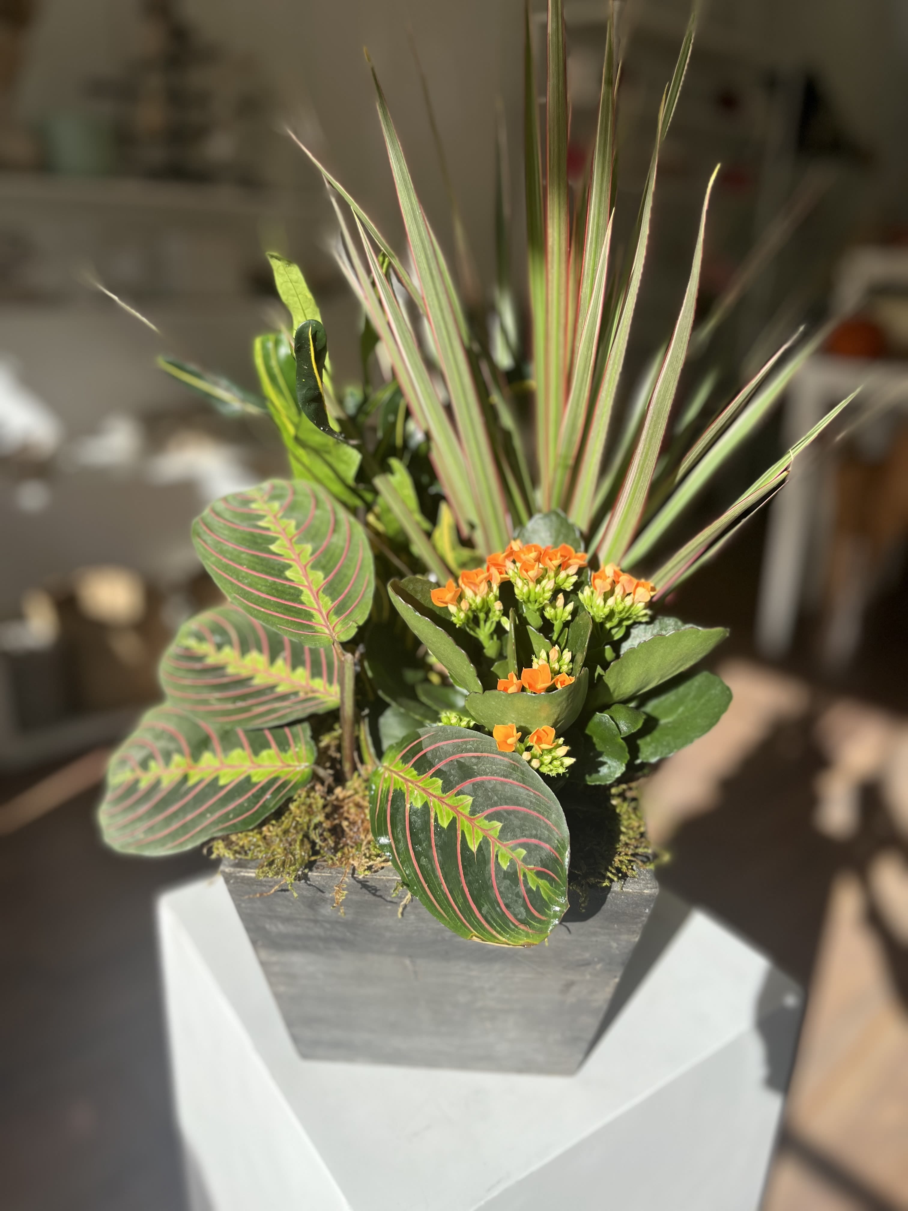 Mixed plant (small) Mixed plant (small) - A mix of flowering plant and greenery.