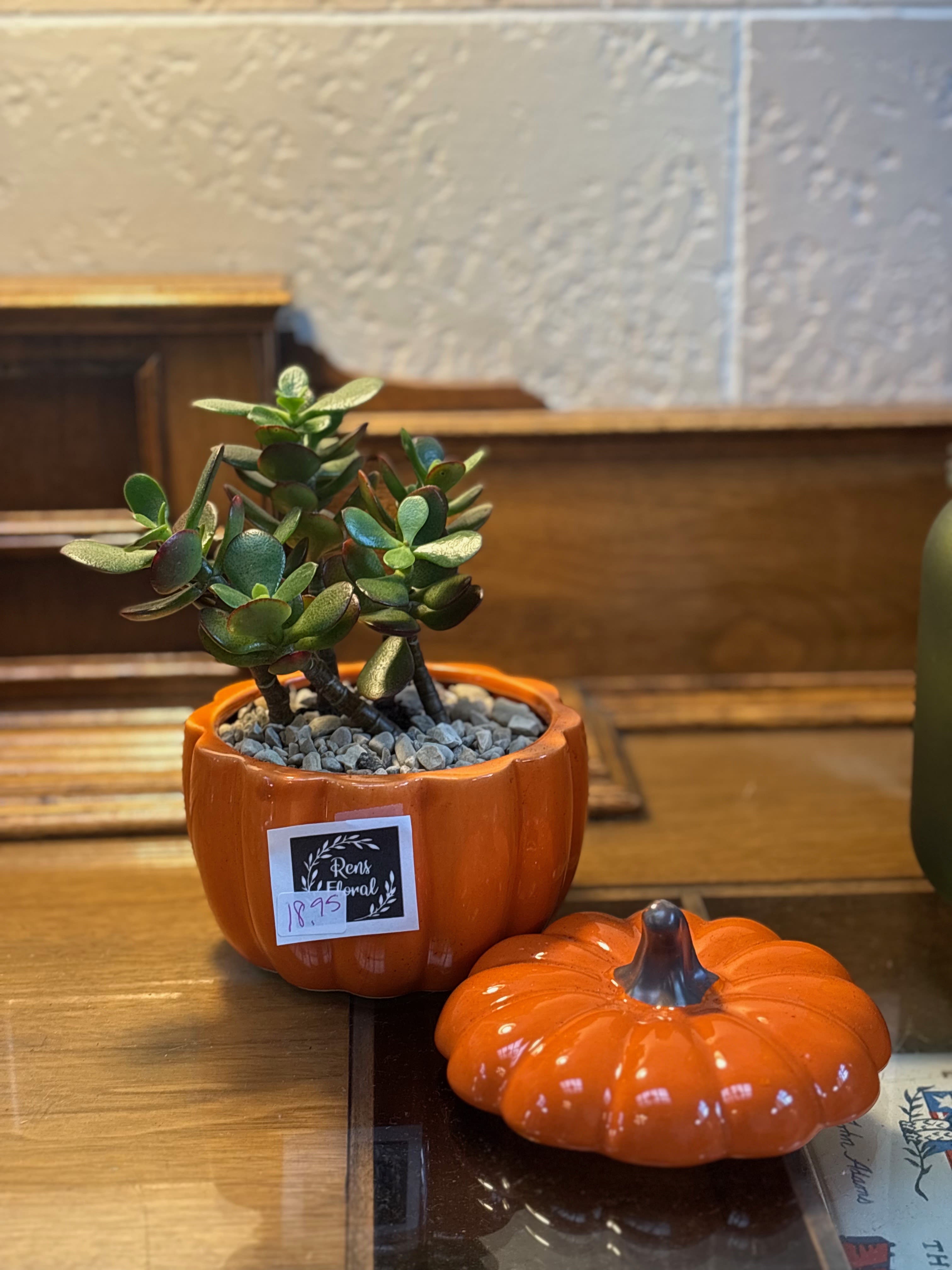 Pumpkin Succulent  - A succulent planted in a pumpkin pot. 