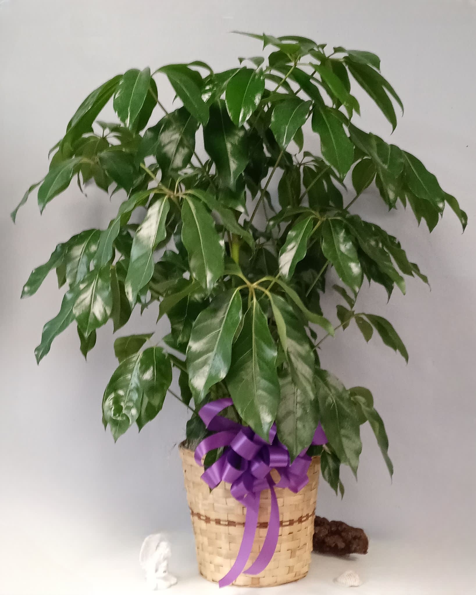 Scheffler Plant "UMBRELLA TREE" Scheffler Plant "UMBRELLA TREE" - SCHEFFLERA ACTINOPHYLLA aka The umbrella tree, is a great choice for indoors as it brings life and warmth into your home. Schefflera are Tropical and can tolerate down to 35 degrees outdoors.