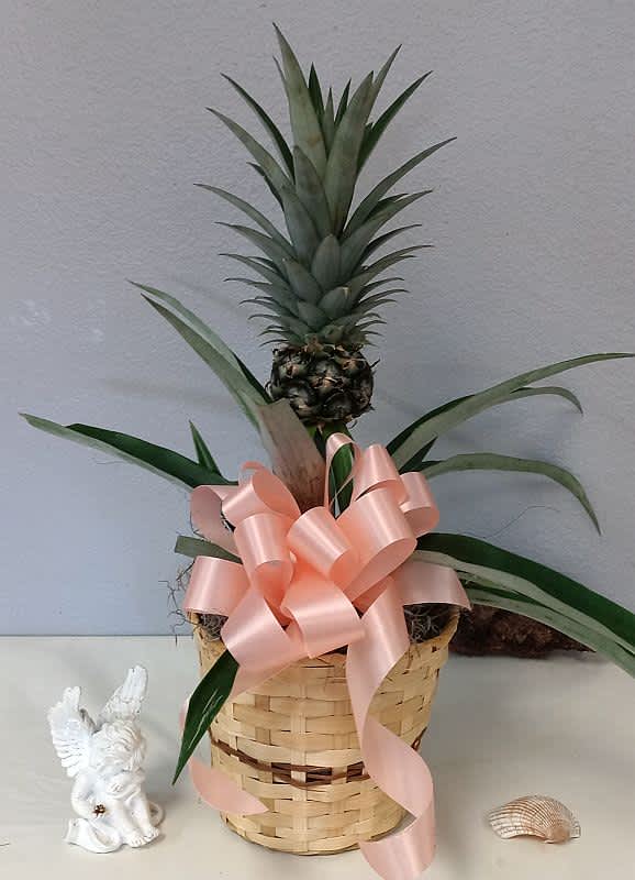 Sweet Pineapple Plant Sweet Pineapple Plant - This growing pineapple plant will be a great surprise gift, who would have thought!
