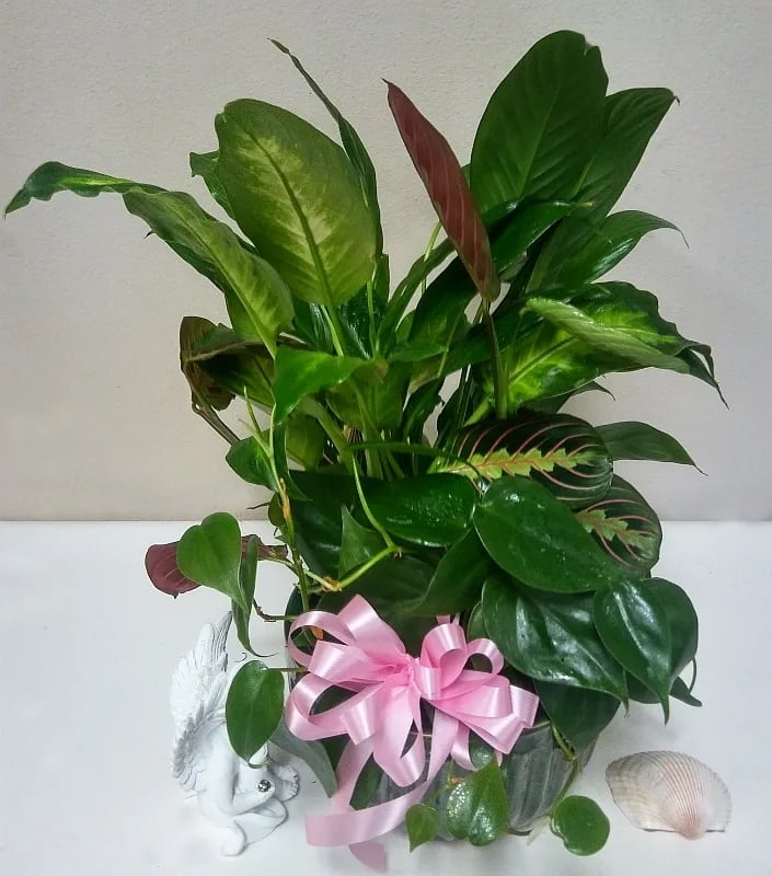 Dish Garden Dish Garden - Dish garden plants with a ceramic container which may vary a bit with availability.