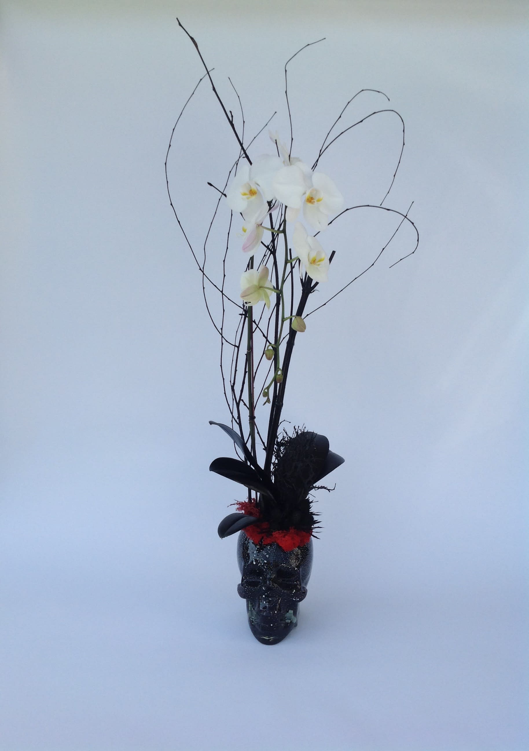 Skull Phalaenopsis - For this Halloween week, get festive with your flowers. A phalaenopsis orchid with spooky dried flower details at the base set in a black speckled skull vase. 