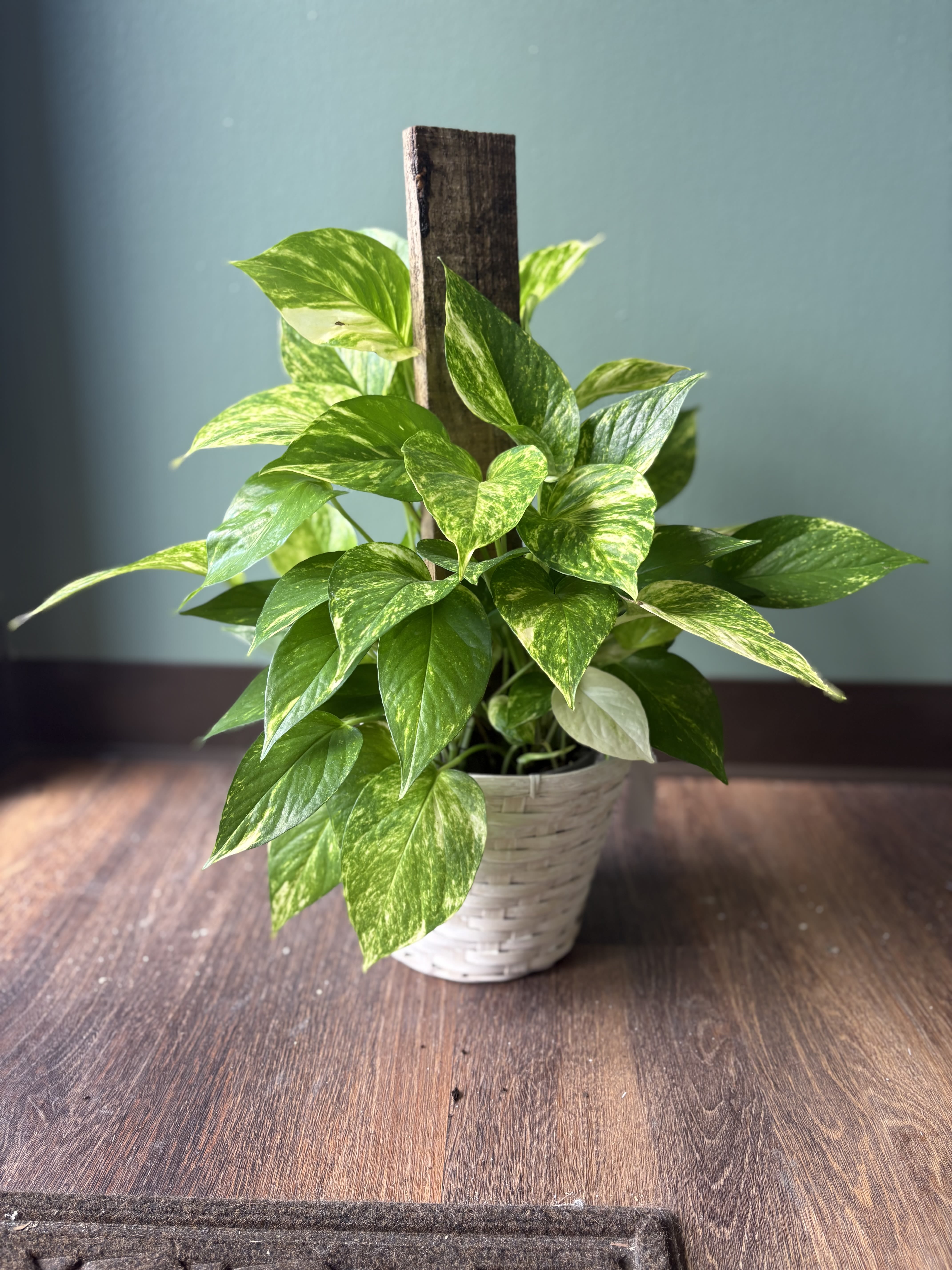 Golden Pothos in Climbing Basket Golden Pothos in Climbing Basket - Bring lush, vibrant greenery into your home with our Golden Pothos in Climbing Basket. Known for its heart-shaped leaves marbled in shades of green and gold, this low-maintenance beauty climbs elegantly along its rustic wooden support. Perfect for brightening any space, this plant thrives in low to moderate light and requires minimal care—making it a favorite for both new and seasoned plant lovers. Care Tips: Light: Prefers bright, indirect light but tolerates low light. Water: Allow soil to dry slightly between waterings. Bonus: Great air purifier and fast grower!