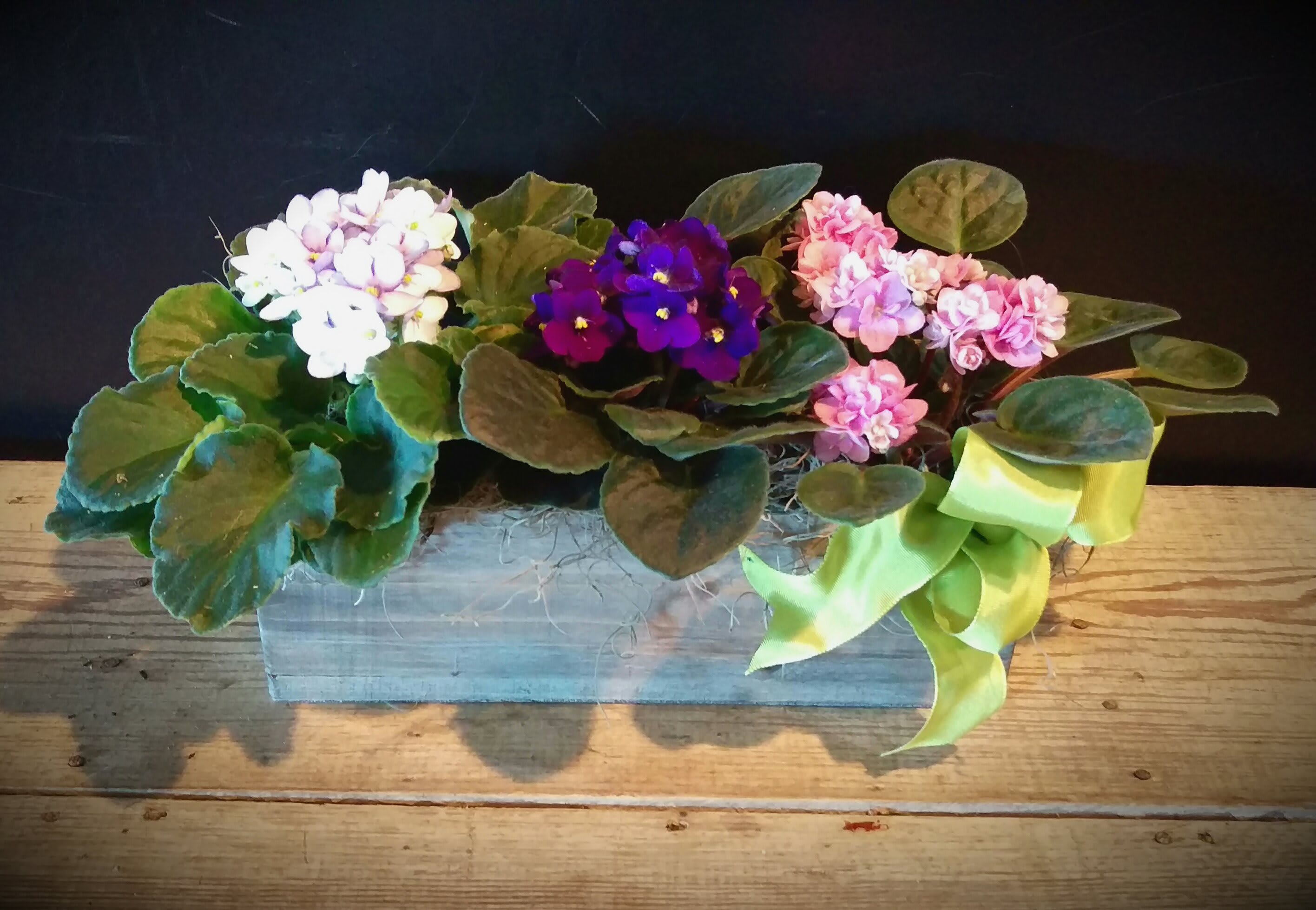 African Violet Trio  African Violet Trio - The African Violets trio with blooms in shades of pink and purple to create a sweet  gift for your special recipient. Three African Violet Plants displaying a varied assortment of colorful flowers amongst their dark green foliage are gathered together in a narrow wooden box.  Approx. 12x5x5
