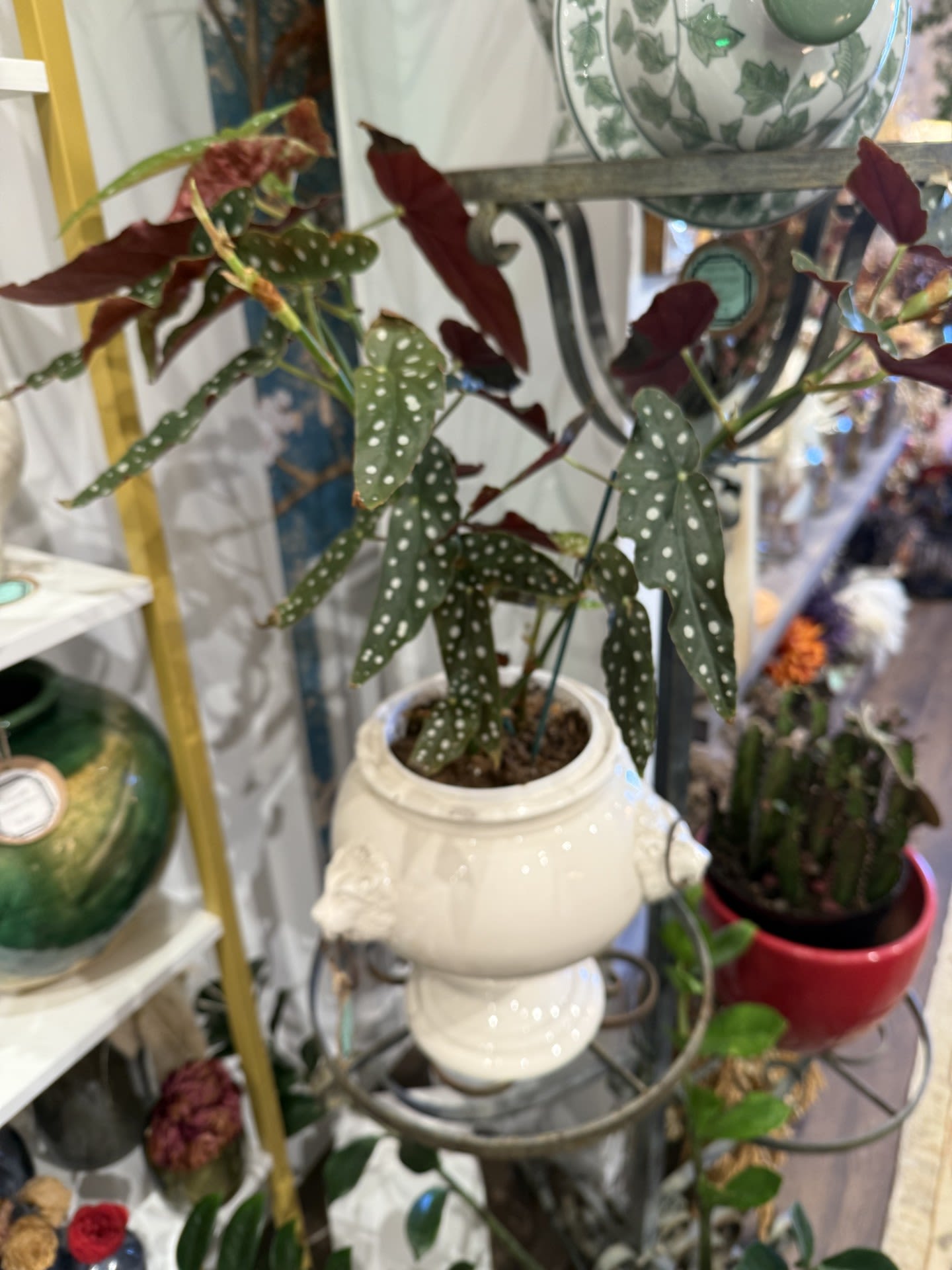 Angel Wing Begonia Angel Wing Begonia - Angel Wing Begonia - lion pot sold separately (vintage short urn)