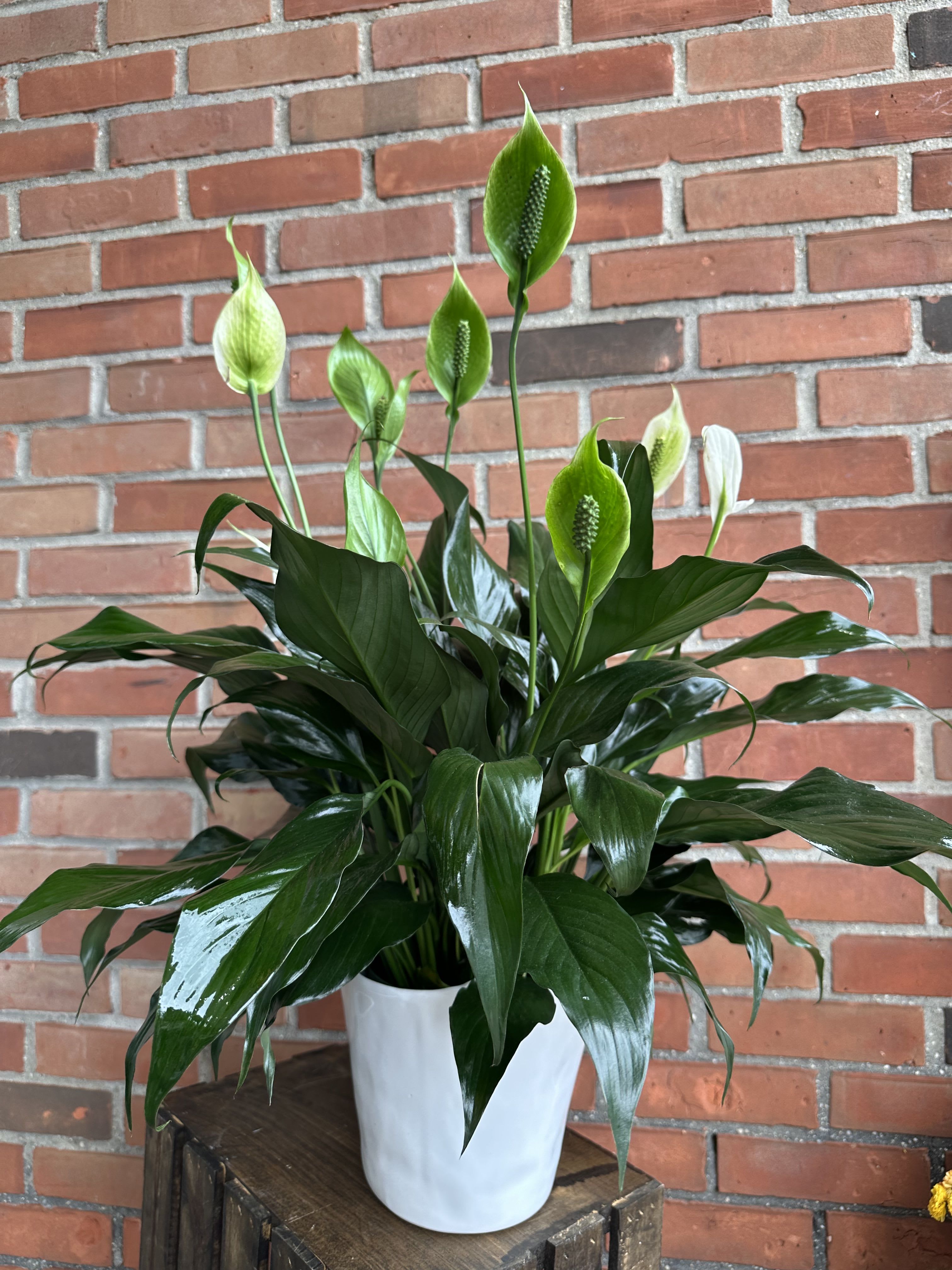 SPATHIPHYLUM ROUX - A little touch of love in a very elegant vase 