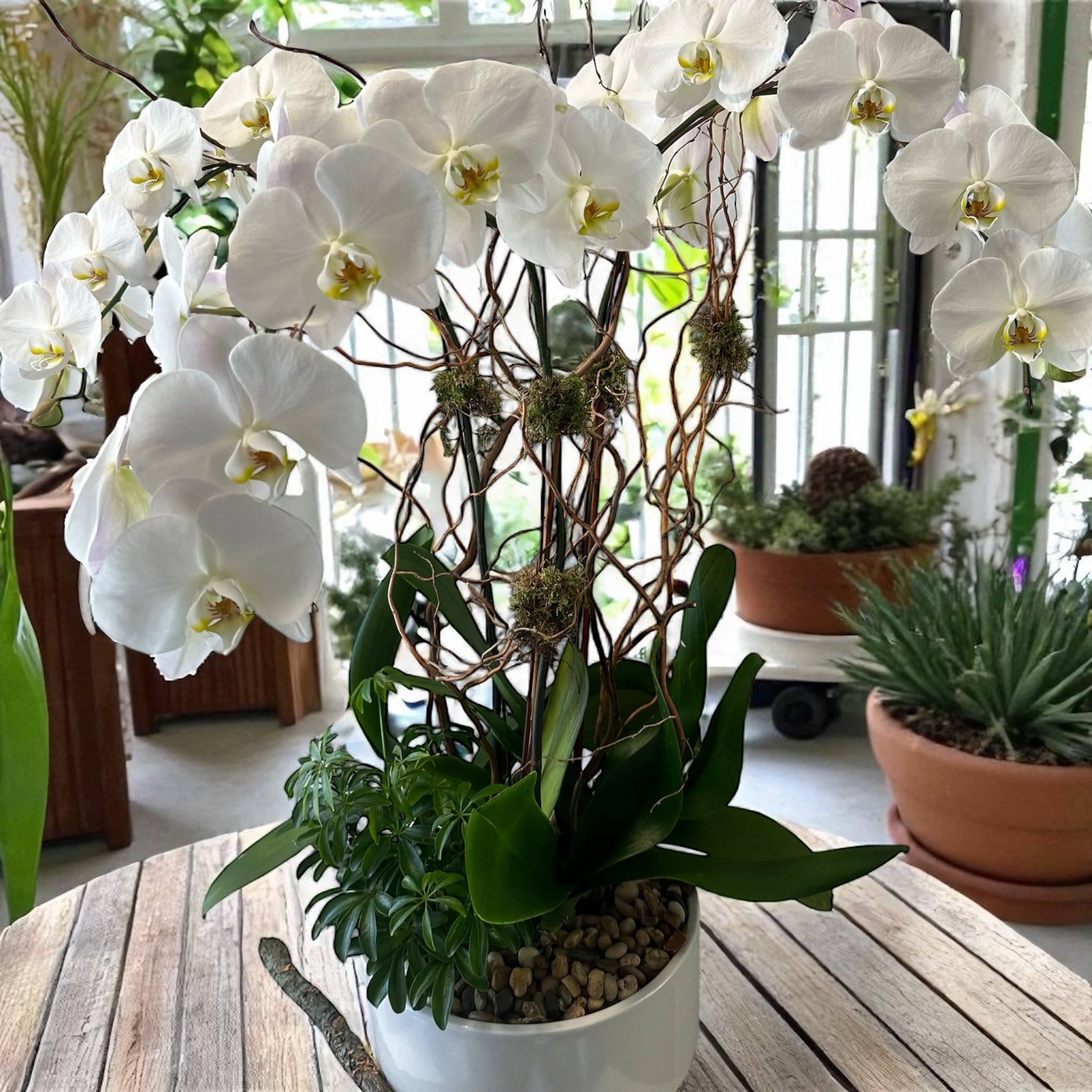 touch of simplicity orchid touch of simplicity orchid - white orchids WITH GREEN MOSS, and curly willow