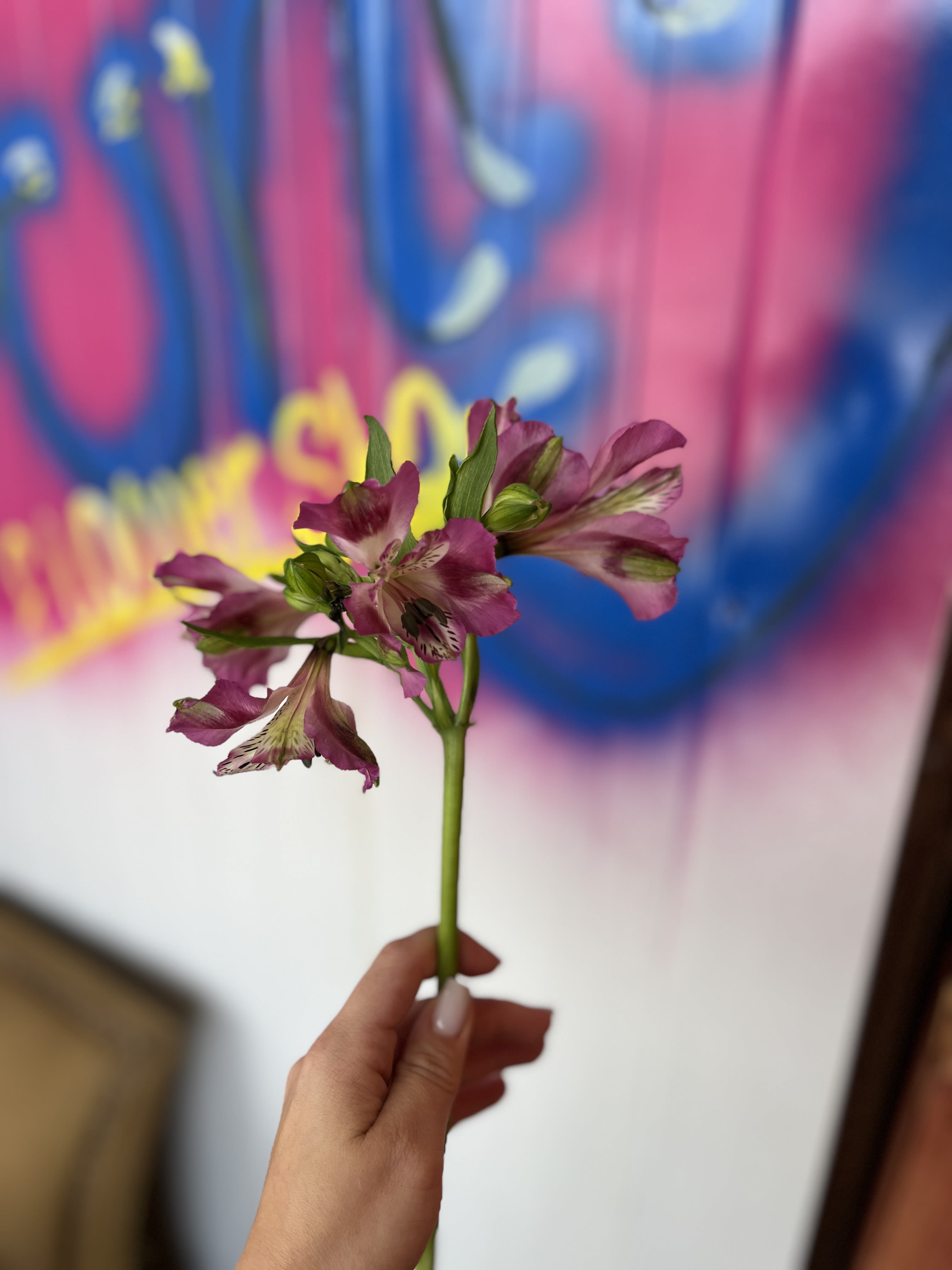 By the stem: Purple Alstroemeria - 1 long stem purple/ pinkish/lilac toned alstroemeria