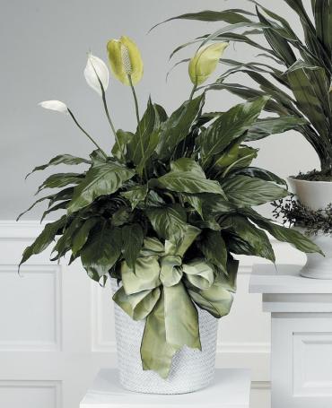 Peace Lily Peace Lily - A timeless symbol of tranquility and renewal, the Peace Lily features lush green foliage and elegant white blooms that brighten any space. Known for its air-purifying qualities and low-maintenance care, it’s the perfect gift for expressing sympathy, encouragement, or simply adding peaceful beauty to your home or office.