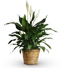 Modern Spathiphyllum Plant (Peace Plant)  - Modern Spathiphyllum Plant (Peace Plant) 8 in. Often associated with healing, peace and purity. Can be given as a condolence or a housewarming gift. Plant stands about 3 ft tall and is lush and green. The plant is known also for its elegant appearance and easy care.