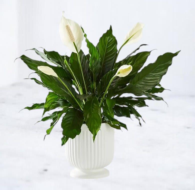 Spathiphyllum (Peace Lily) Spathiphyllum (Peace Lily) - A timeless symbol of peace and healing, the Tranquility Lily features a lush 6" Spathiphyllum (Peace Lily) nestled in a crisp, modern white ceramic planter. With its broad glossy leaves and graceful white blooms, this elegant plant brings a sense of serenity to any space—whether it’s a sympathy gesture, housewarming gift, or just a touch of calm for your home or office. Low-maintenance and air-purifying, the Tranquility Lily thrives in medium to low light and requires minimal care, making it perfect for both seasoned plant lovers and first-time plant parents.