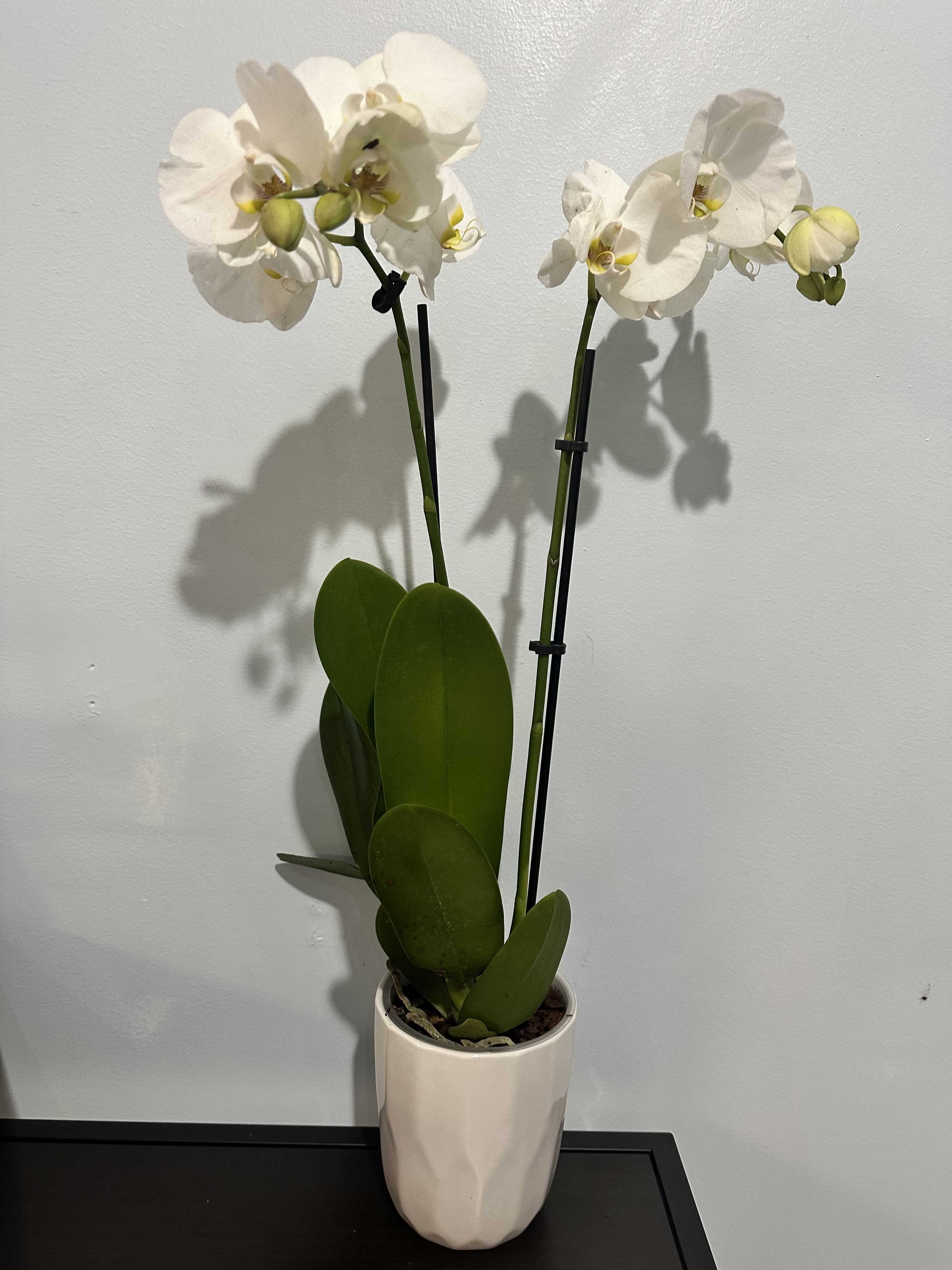 Double Stem Orchid Double Stem Orchid - White Double Stem Orchid in a pot. Only the best quality delivered to your door or available for pick up.