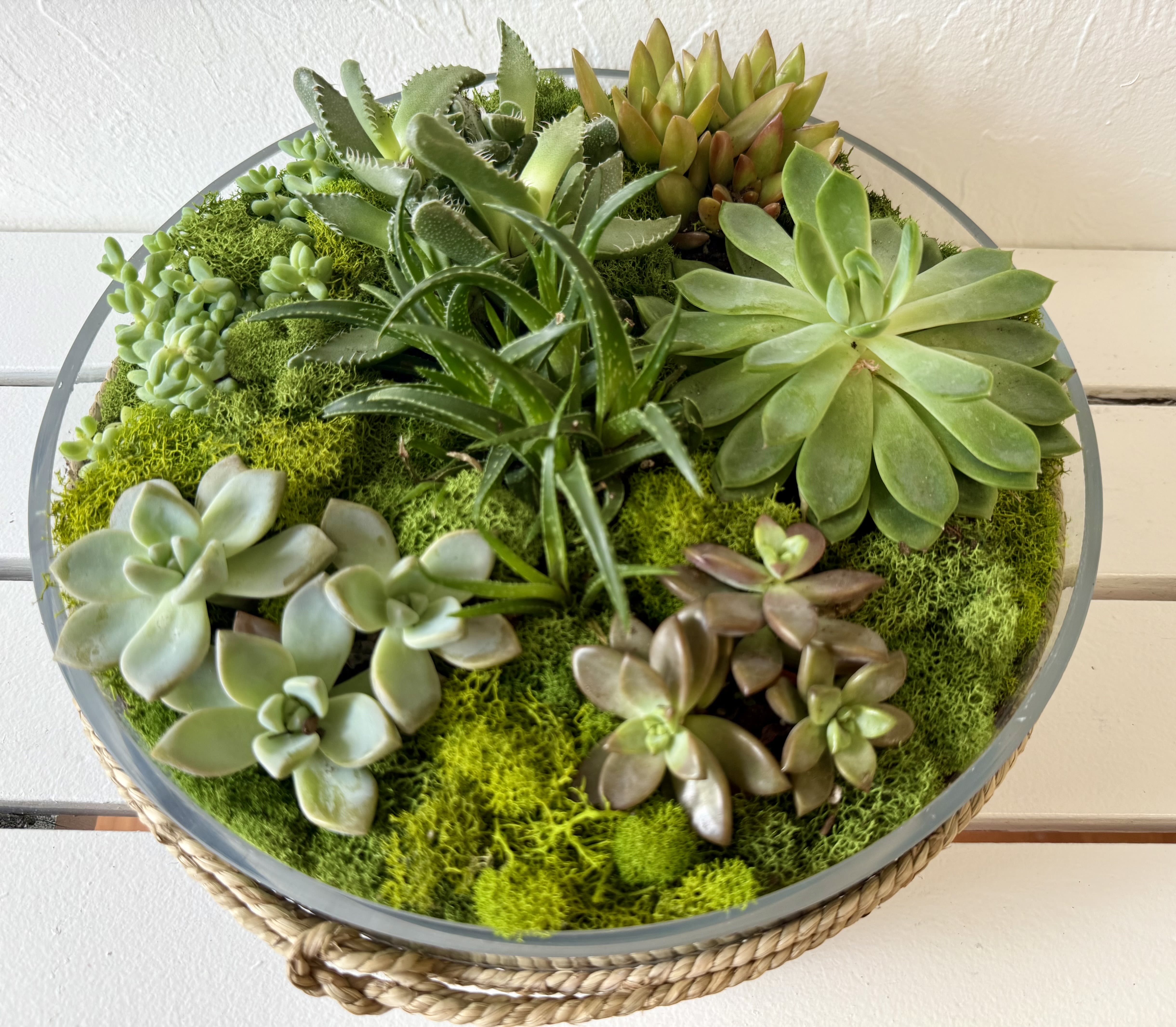 Florida Grown Succulent Garden Florida Grown Succulent Garden - The gift that keeps on giving. This 4"x12" glass cylinder vase is filled with a variety of live succulents.