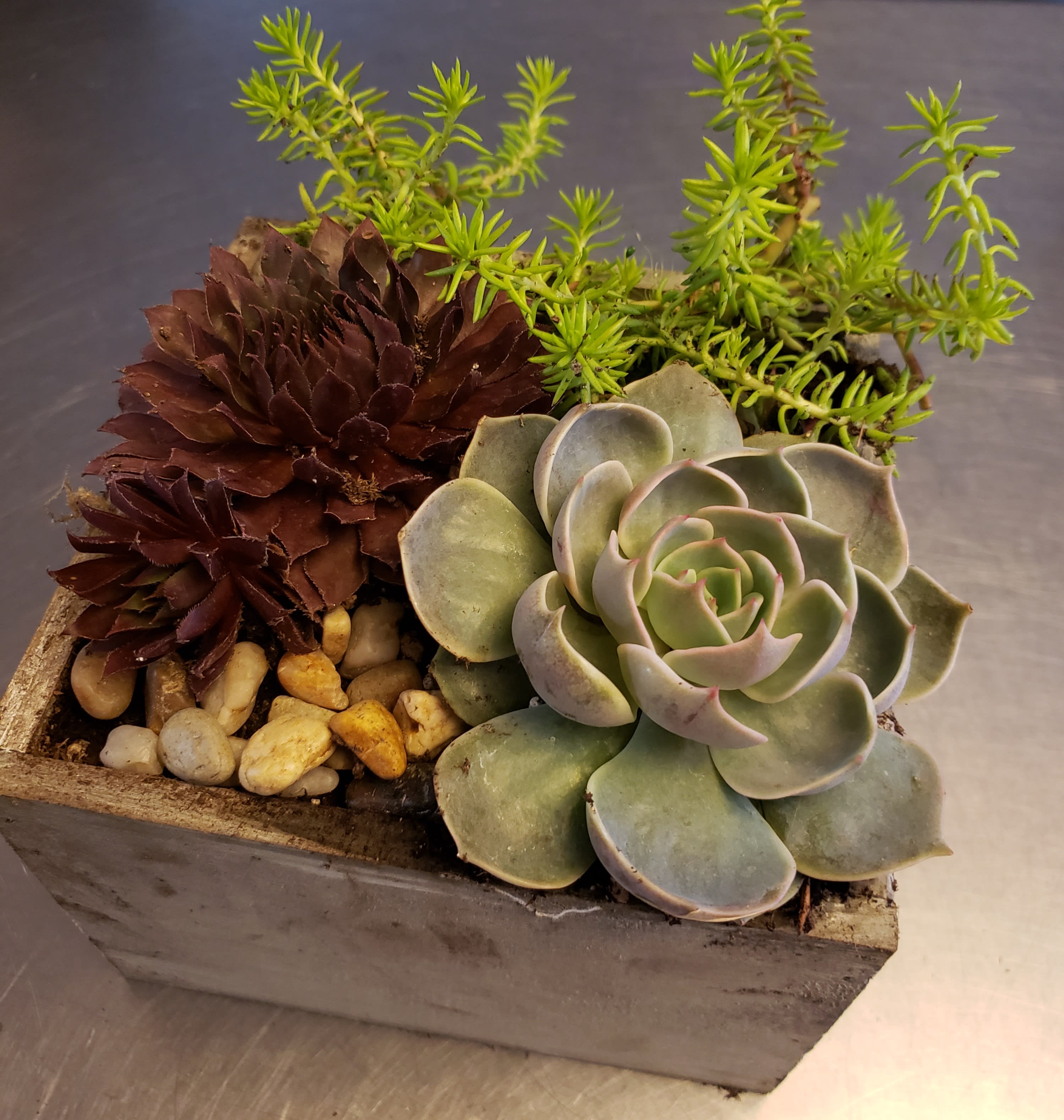 Rough Hewn Wooden Box of Succulents Rough Hewn Wooden Box of Succulents - 6X6  weathered wooden with tin roof front of strong and hardy succulents.  Very low maintenance for your busy recipients.