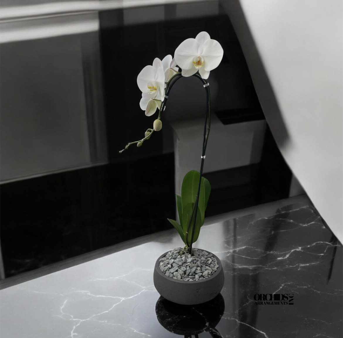 Orchids Phalaenopsis Miami Elegant Arrangement  - A high quality Single white orchid arrangement with a vase 8.5&quot; D X 3&quot; T. An orchids arrangement deliver for any occasion design with fresh natural real beautiful Phalaenopsis cascade orchids plants minimalist decor.