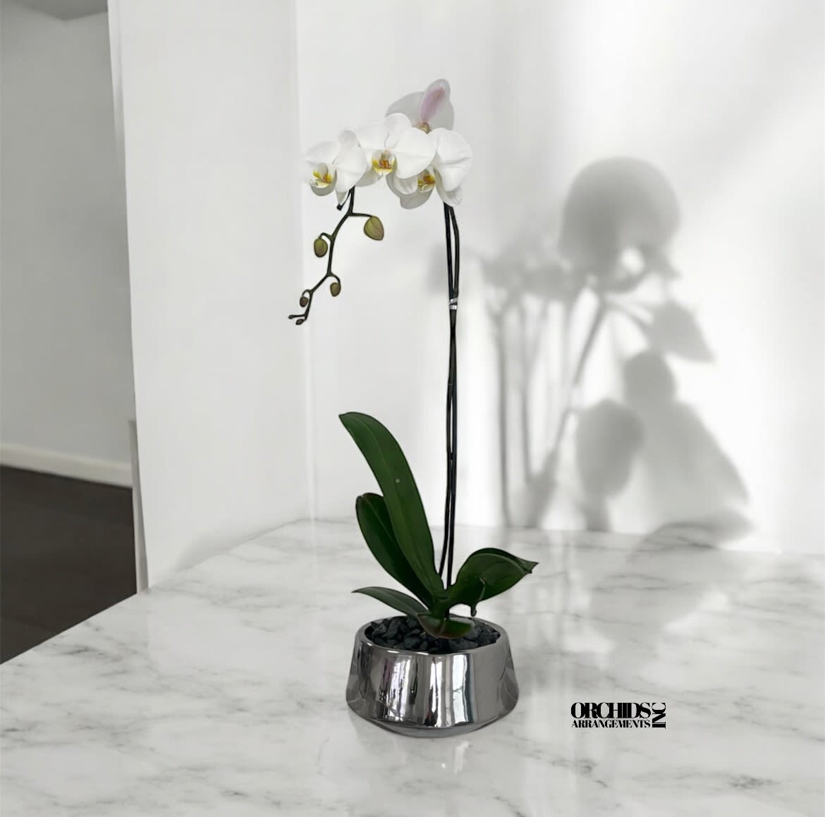 Orchids Phalaenopsis Miami Cascade Arrangement Orchids Phalaenopsis Miami Cascade Arrangement - A high quality Single orchid white arrangement with a vase 7" D X 3" T. An orchids arrangement deliver for any occasion design with fresh natural real beautiful Phalaenopsis cascade orchids plants minimalist decor.