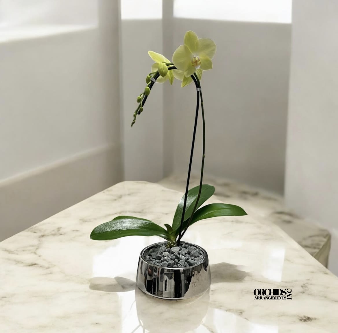 Orchids Phalaenopsis Miami Beautiful Arrangement - A high quality Single orchid Yellow arrangement with a vase 7&quot; D X 3&quot; T. An orchids arrangement deliver for any occasion design with fresh natural real beautiful Phalaenopsis cascade orchids plants minimalist decor. 