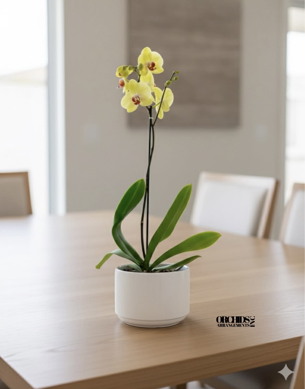 Orchids Phalaenopsis Miami Enchanting Arrangement - A high quality Single yellow orchid arrangement with a vase 7&quot; D X 5&quot; T. An orchids arrangement deliver for any occasion design with fresh natural real beautiful Phalaenopsis cascade orchids plants minimalist decor.