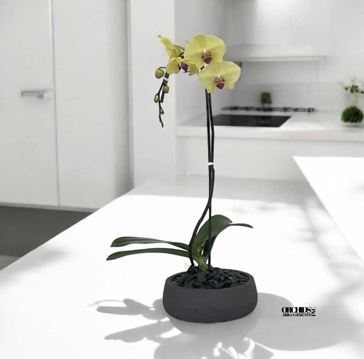 Orchids Phalaenopsis Miami Colorful Arrangements  - A high quality Single yellow orchid arrangement with a vase 8.5&quot; D X 3&quot; T. An orchids arrangement deliver for any occasion design with fresh natural real beautiful Phalaenopsis cascade orchids plants minimalist decor.