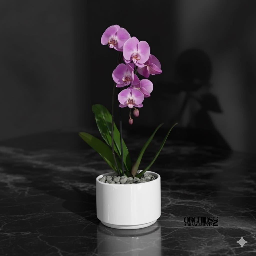 Orchids Phalaenopsis Miami Sophisticated Arrangement - A high quality Single pink orchid arrangement with a vase 7&quot; D X 5&quot; T. An orchids arrangement deliver for any occasion design with fresh natural real beautiful Phalaenopsis cascade orchids plants minimalist decor.