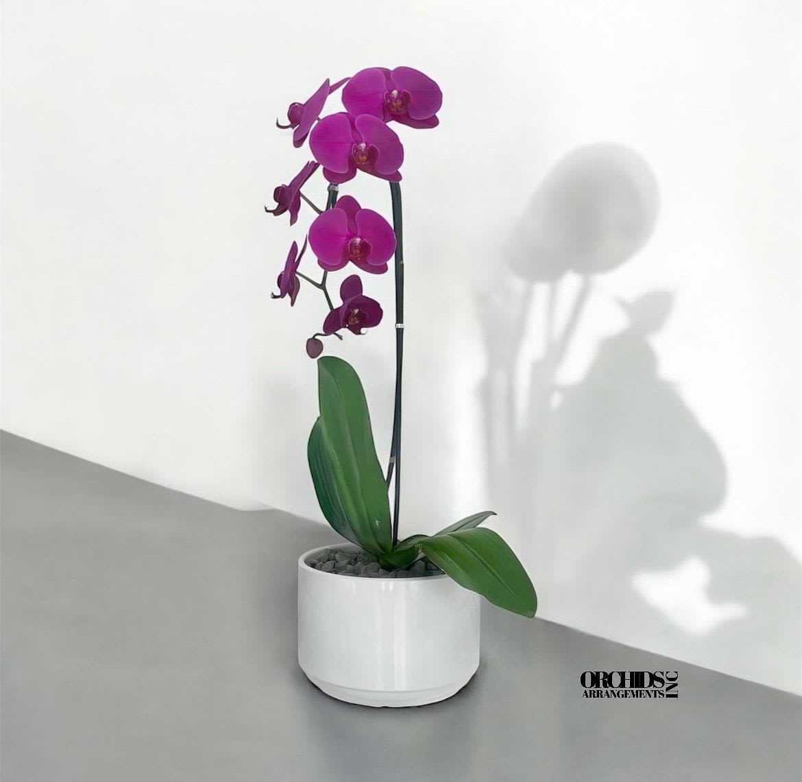 Orchids Phalaenopsis Miami Love Arrangement - A high quality Single purple orchid arrangement with a vase 7&quot; D X 5&quot; T. An orchids arrangement deliver for any occasion design with fresh natural real beautiful Phalaenopsis cascade orchids plants minimalist decor.