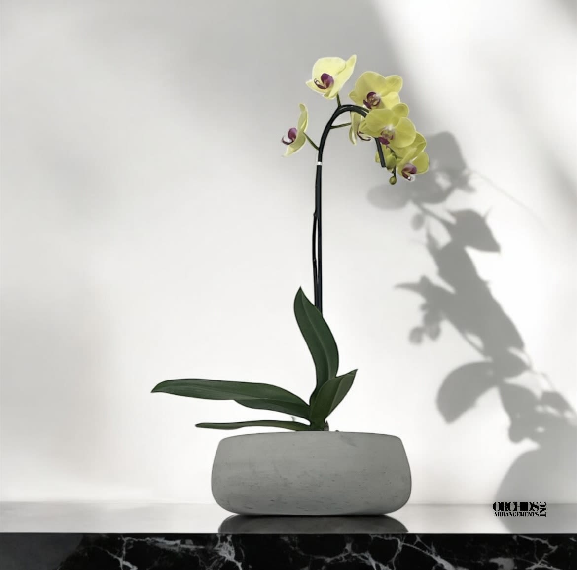 Orchids Phalaenopsis Miami Flowering Arrangement - A high quality Single Yellow orchid arrangement with a vase 8.5&quot; D X 3&quot; T. An orchids arrangement deliver for any occasion design with fresh natural real beautiful Phalaenopsis cascade orchids plants minimalist decor. 