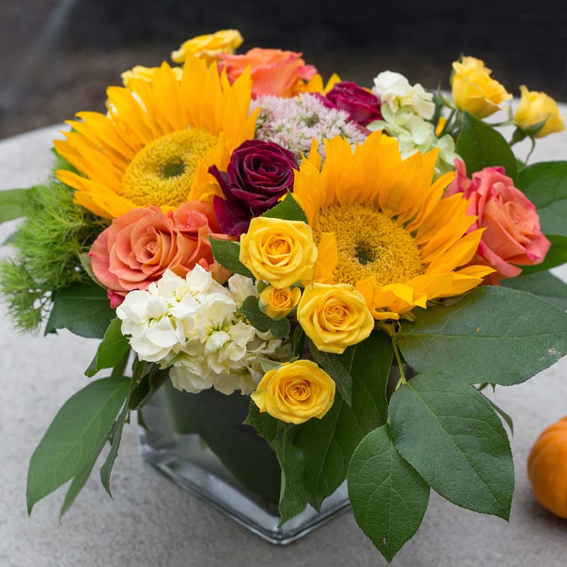 Cubed Autumn Mix - Sunflowers, yellow stock, spray roses, p.g. hydrangeas, orange marianna roses, and black beauty roses create this luscious fall arrangement. 