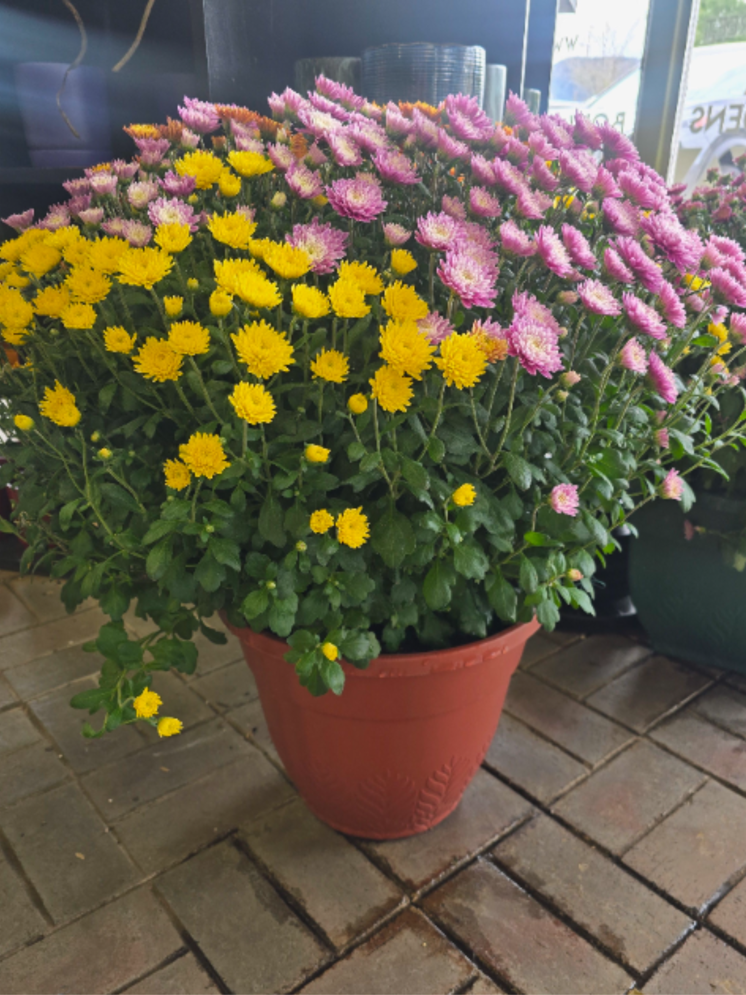 Giant Mums - Extra Large Mums!  Approximately 30&quot; (2.5ft) tall and 26&quot; wide. Will arrive in a green or terracotta colored container. 