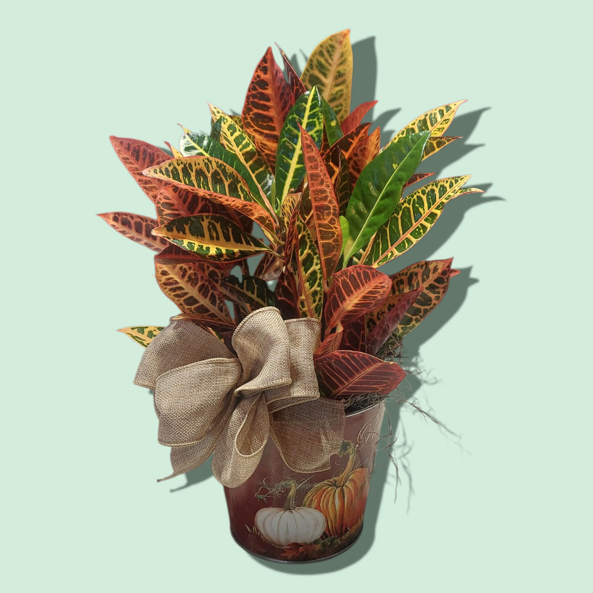 Fall Croton - A vibrant 6&quot; potted croton plant is featured in a fall tin container. Dressed with Spanish moss and a bow, this gift is perfect for every occasion. Approximate size: 14&quot; H x 9&quot; W. COLOR OF CONTAINER AND BOW WILL VARY.