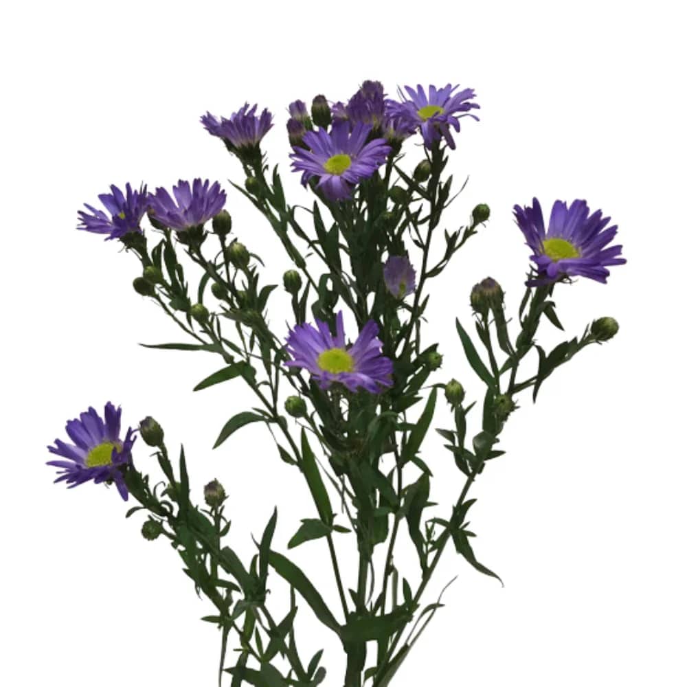 Aster Monte Casino Aster Monte Casino - Aster Monte Casino bunch wholesale 10 stems Specify color in special instructions during check out available in white, purple, and red Must order 4 days in advance in-store pick up only unless order over $135